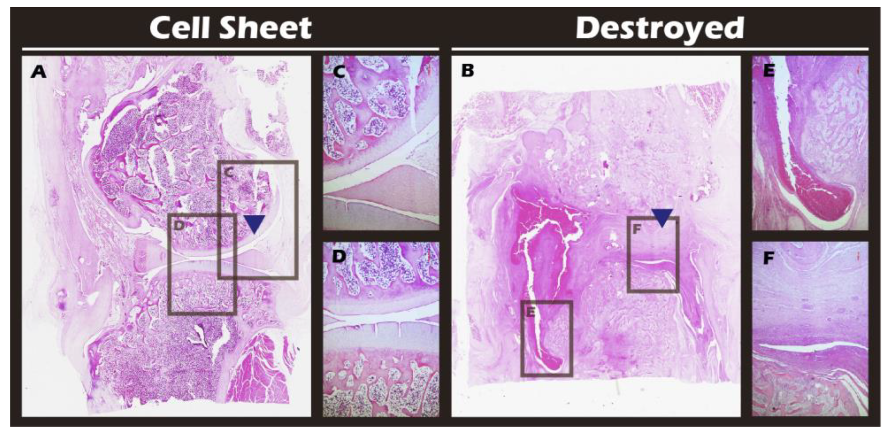 Preprints 182094 g018