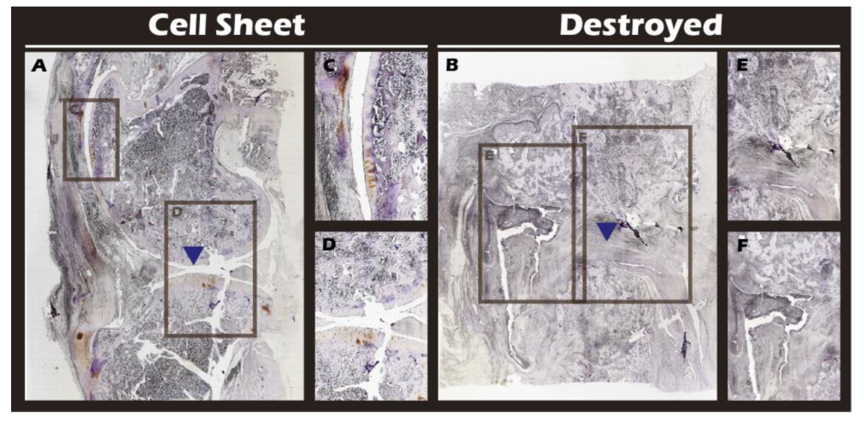 Preprints 182094 g019