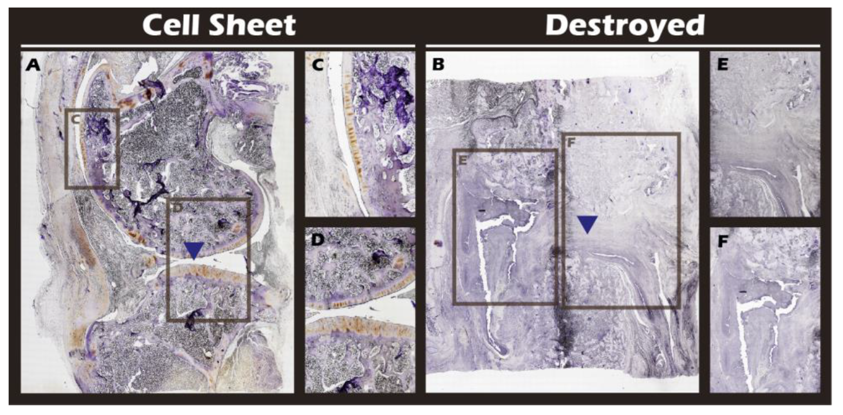 Preprints 182094 g020