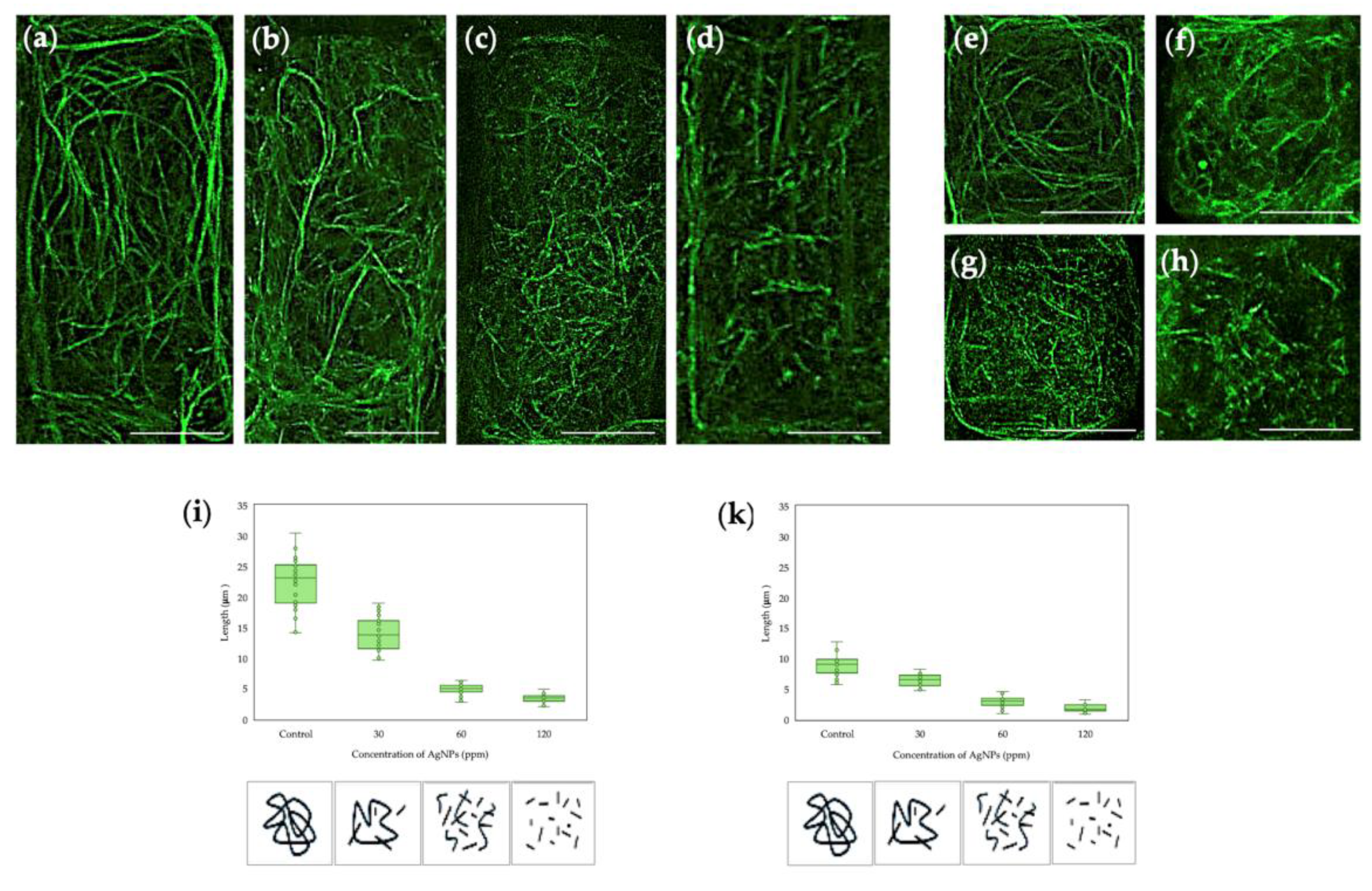 Preprints 158305 g002