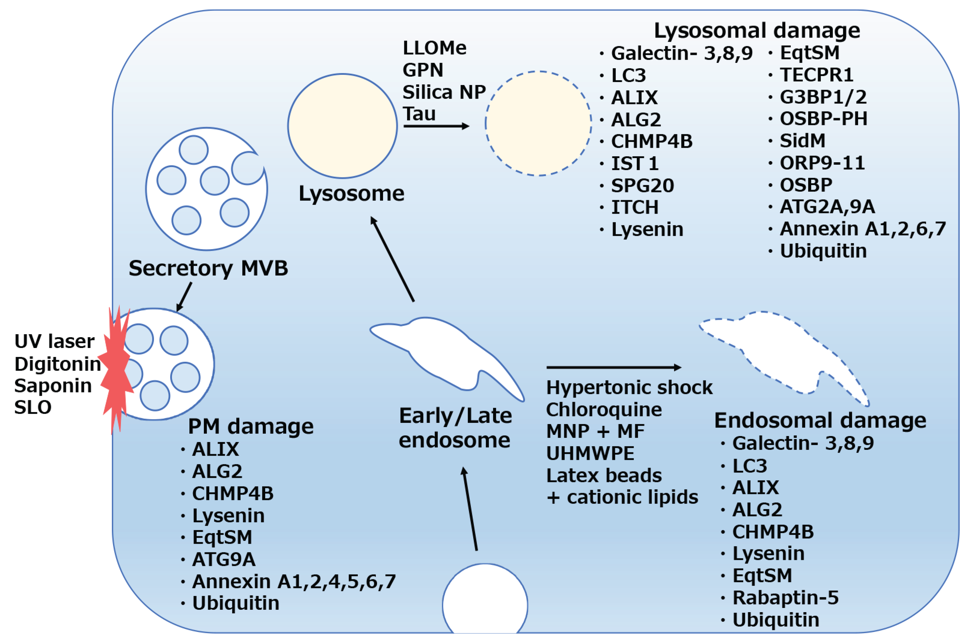 Preprints 178362 g002