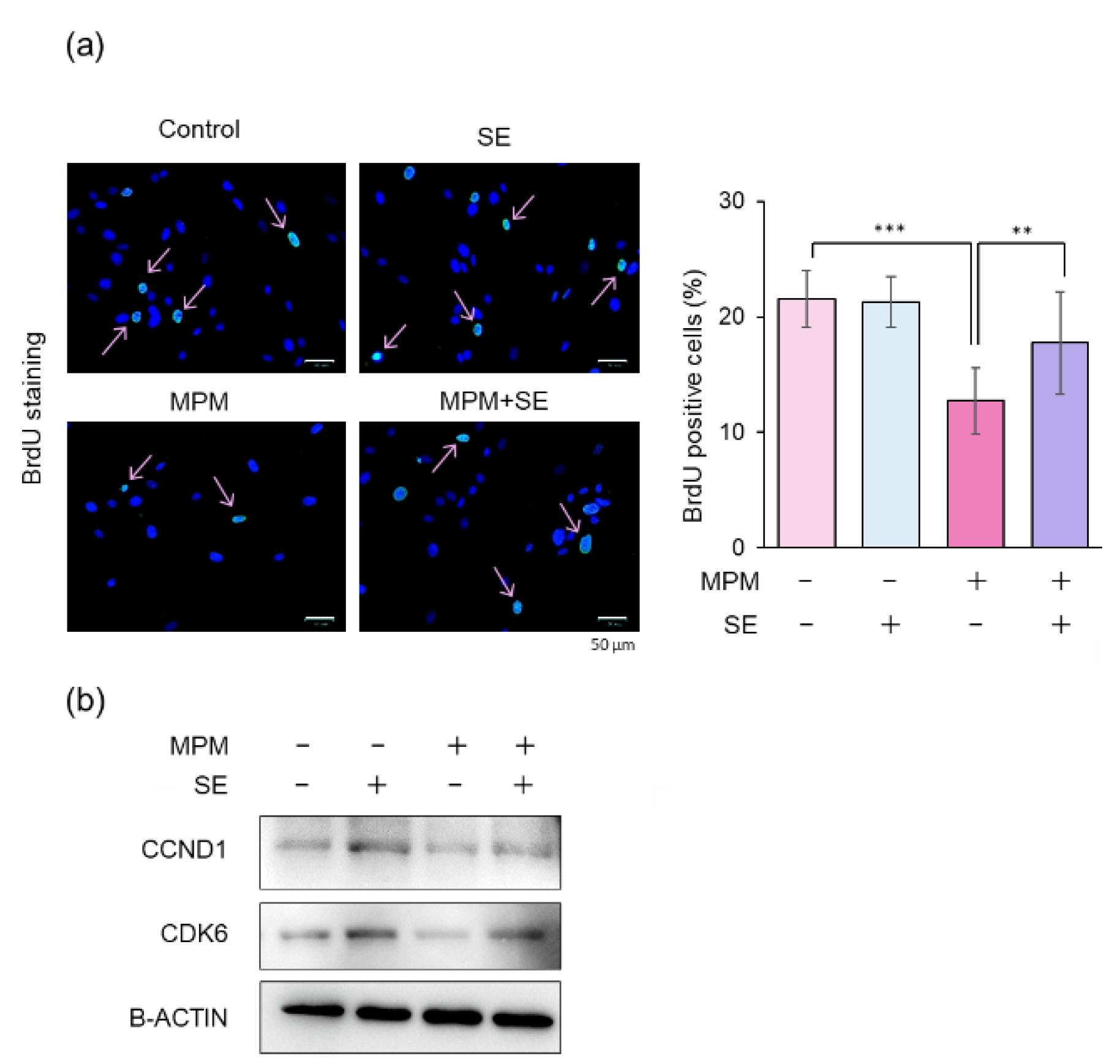 その他 psx Facile one-pot synthesis of multifunctional protamine sulfate