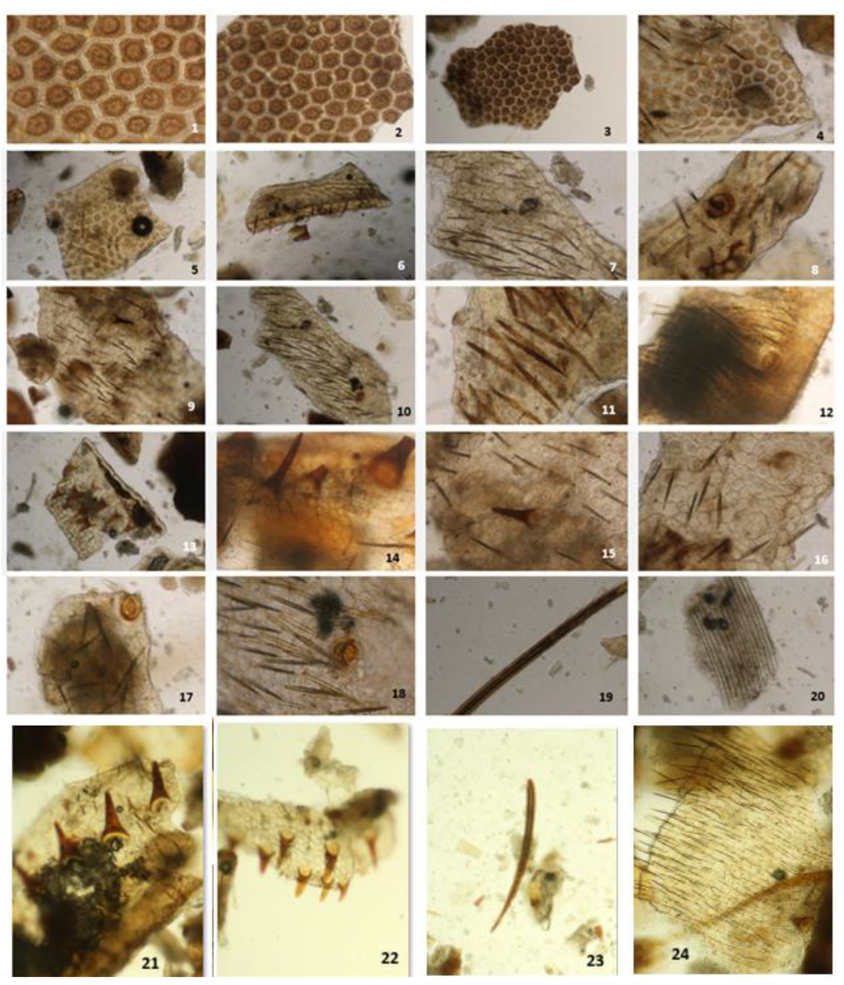 Preprints 195828 g001