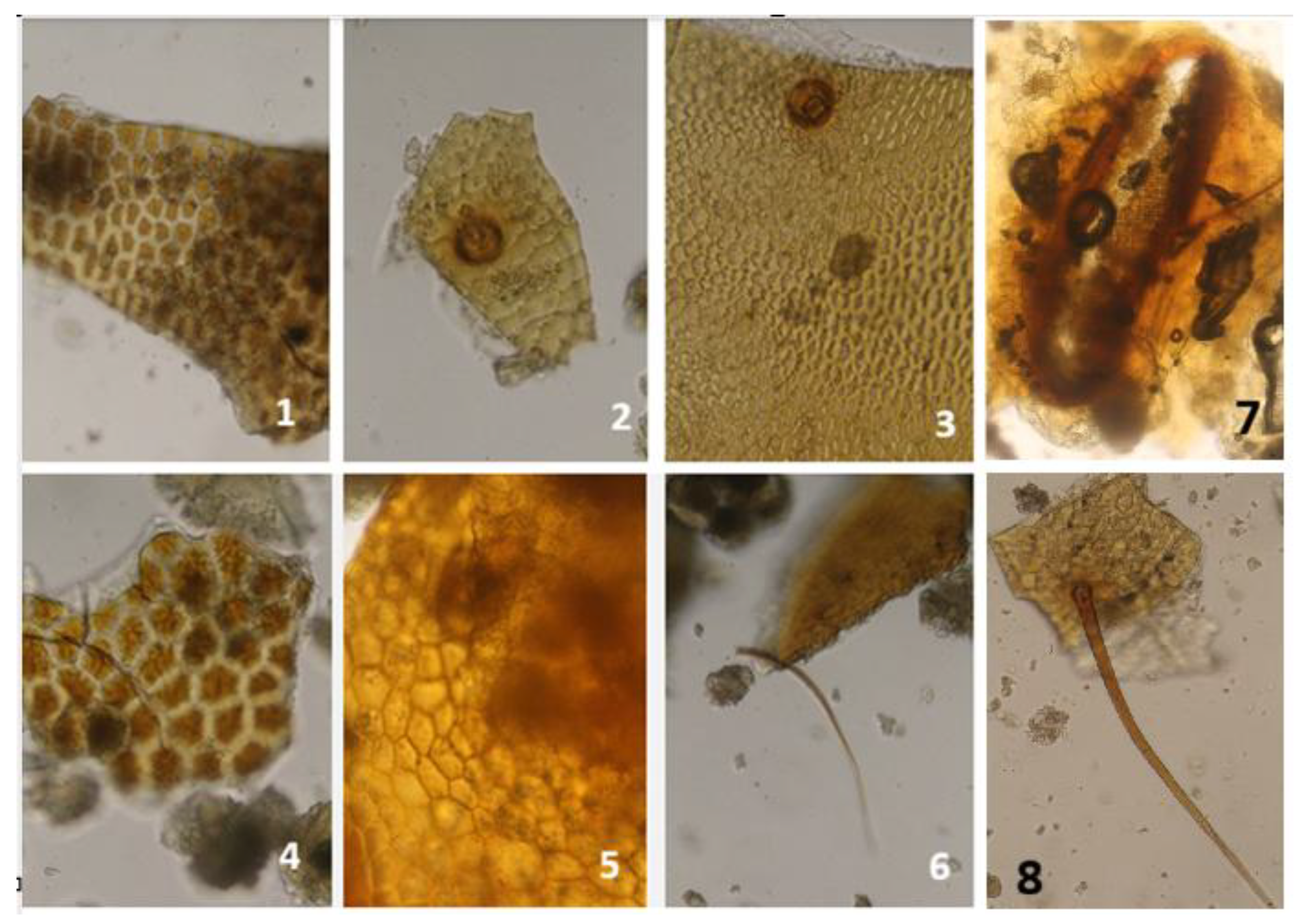 Preprints 195828 g002
