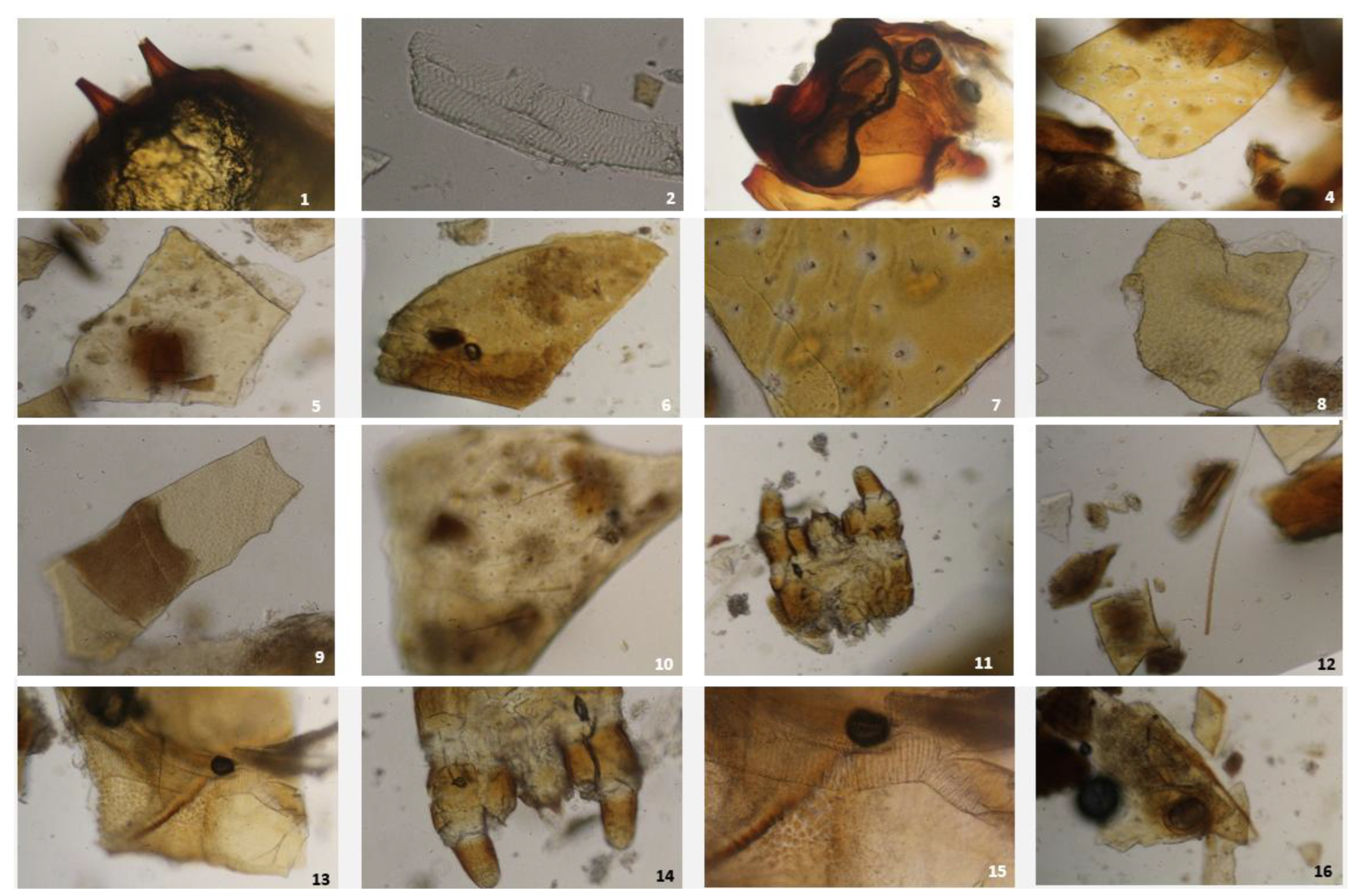 Preprints 195828 g003