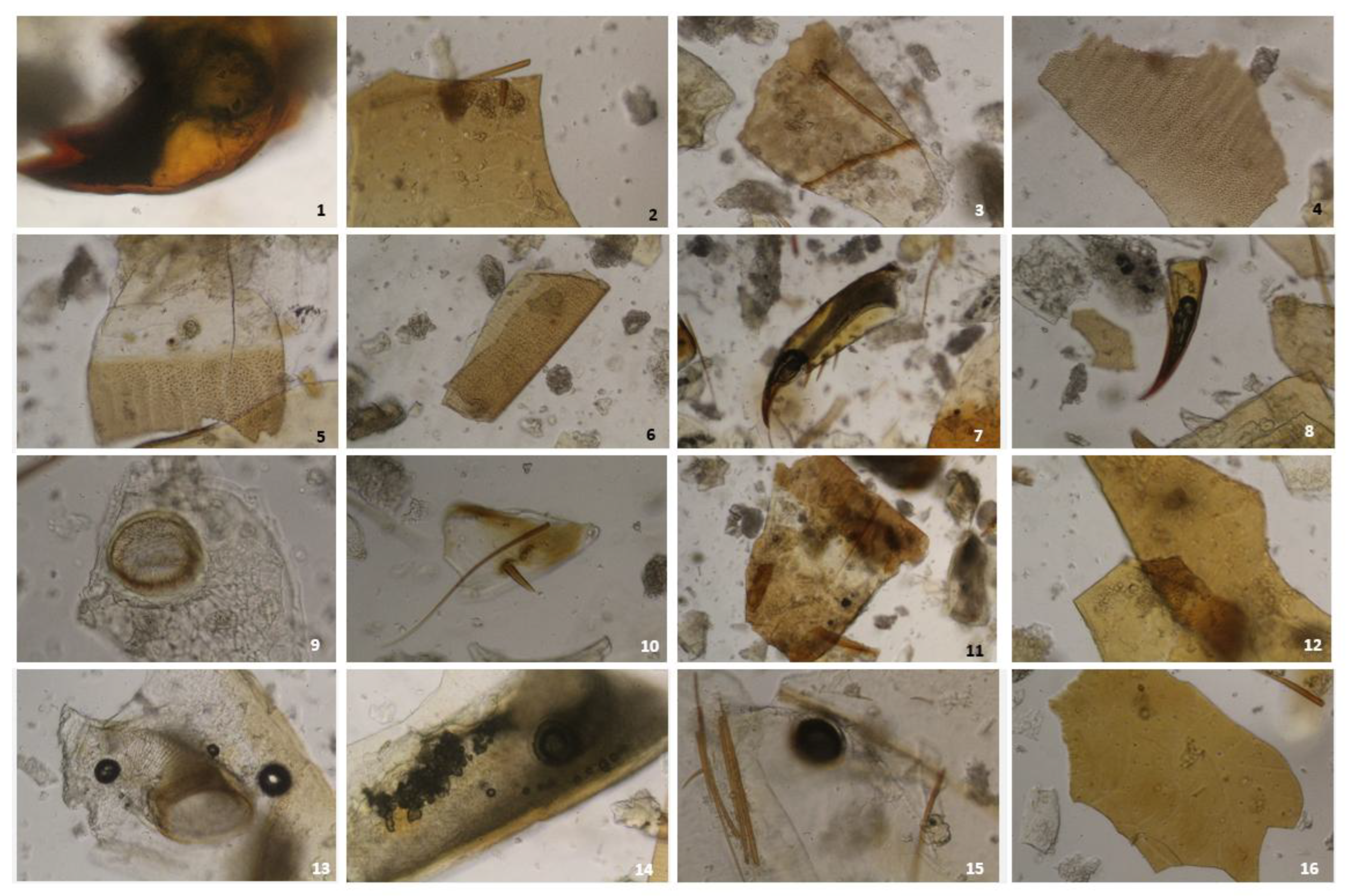 Preprints 195828 g004