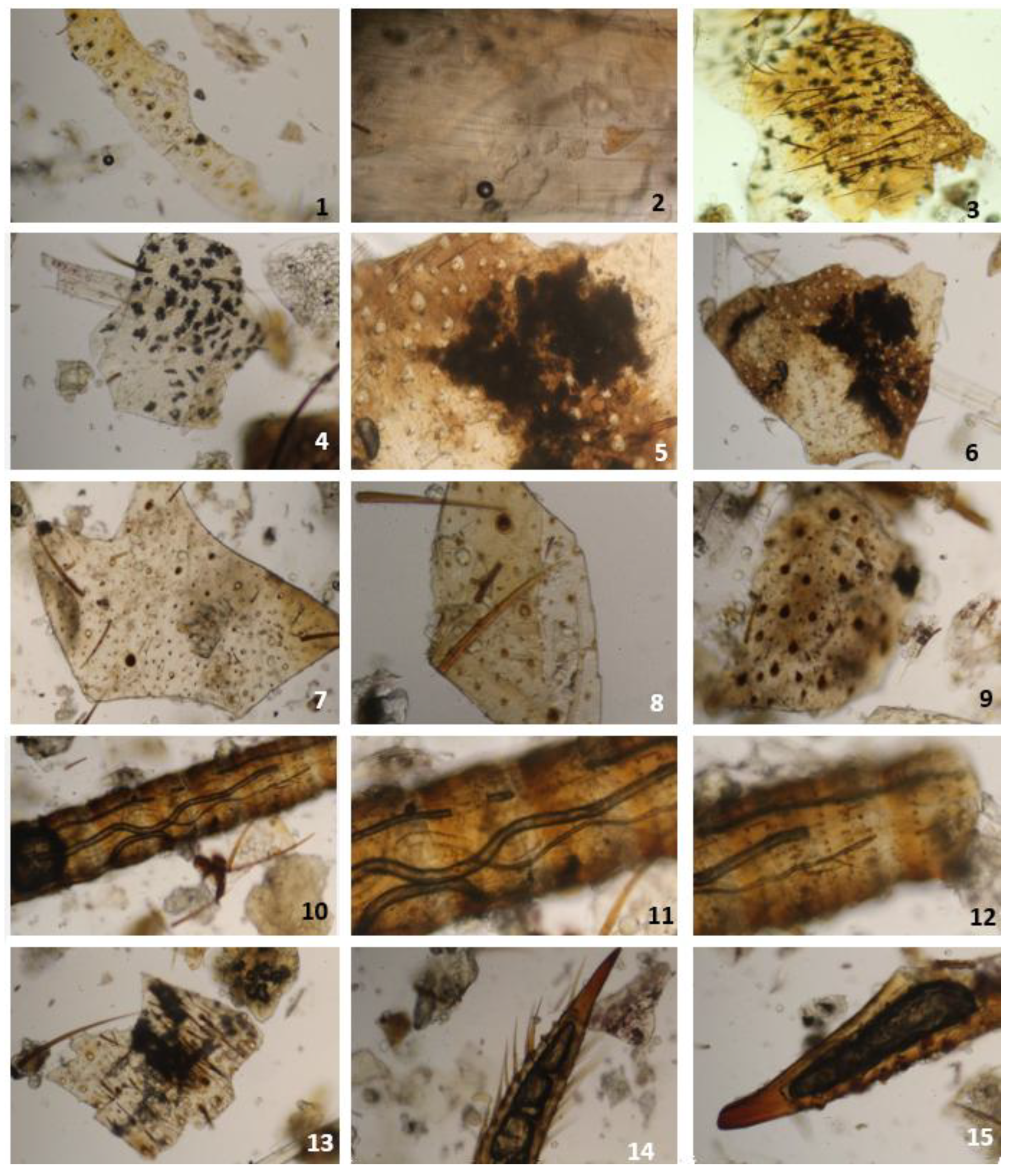 Preprints 195828 g006