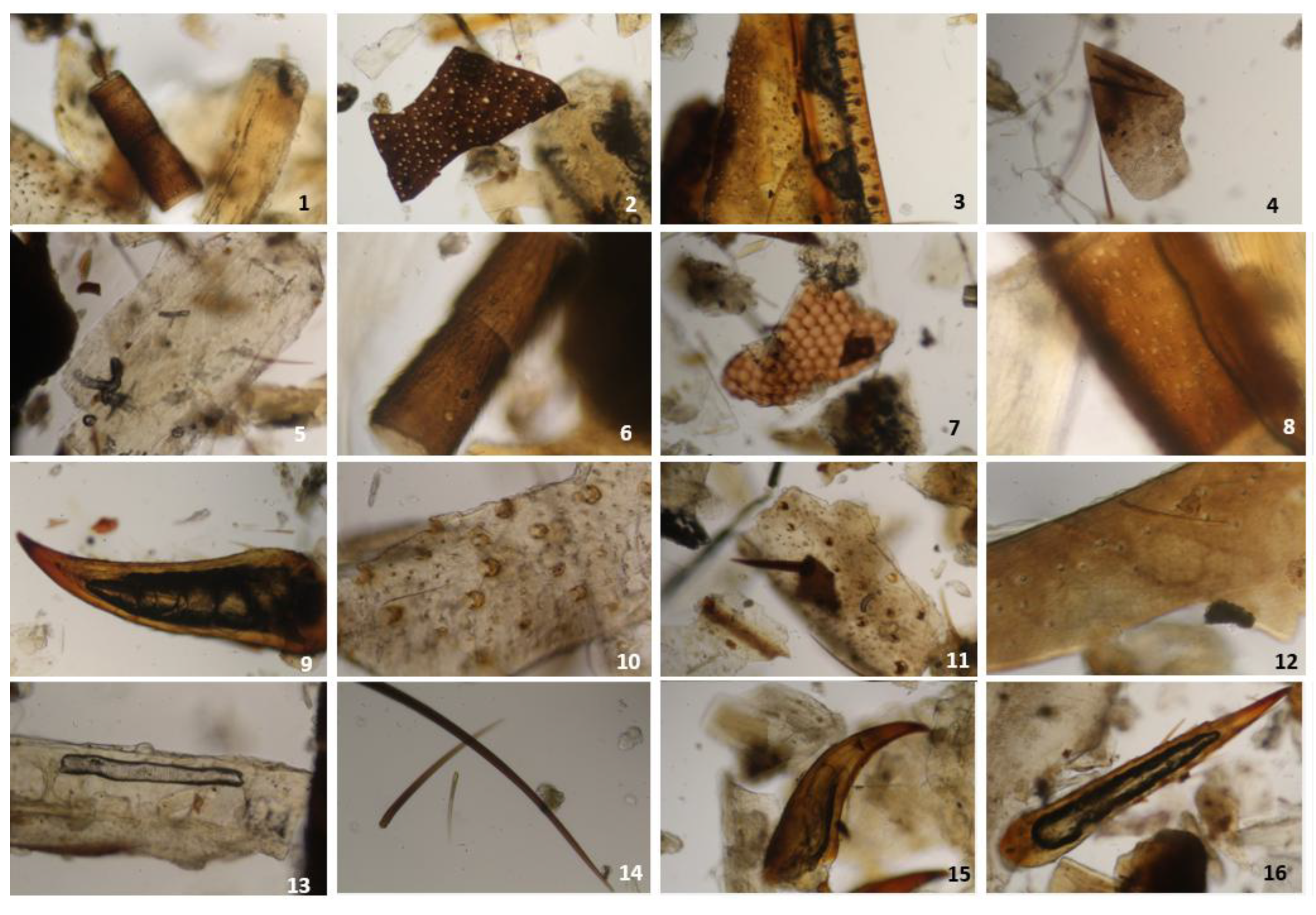 Preprints 195828 g007