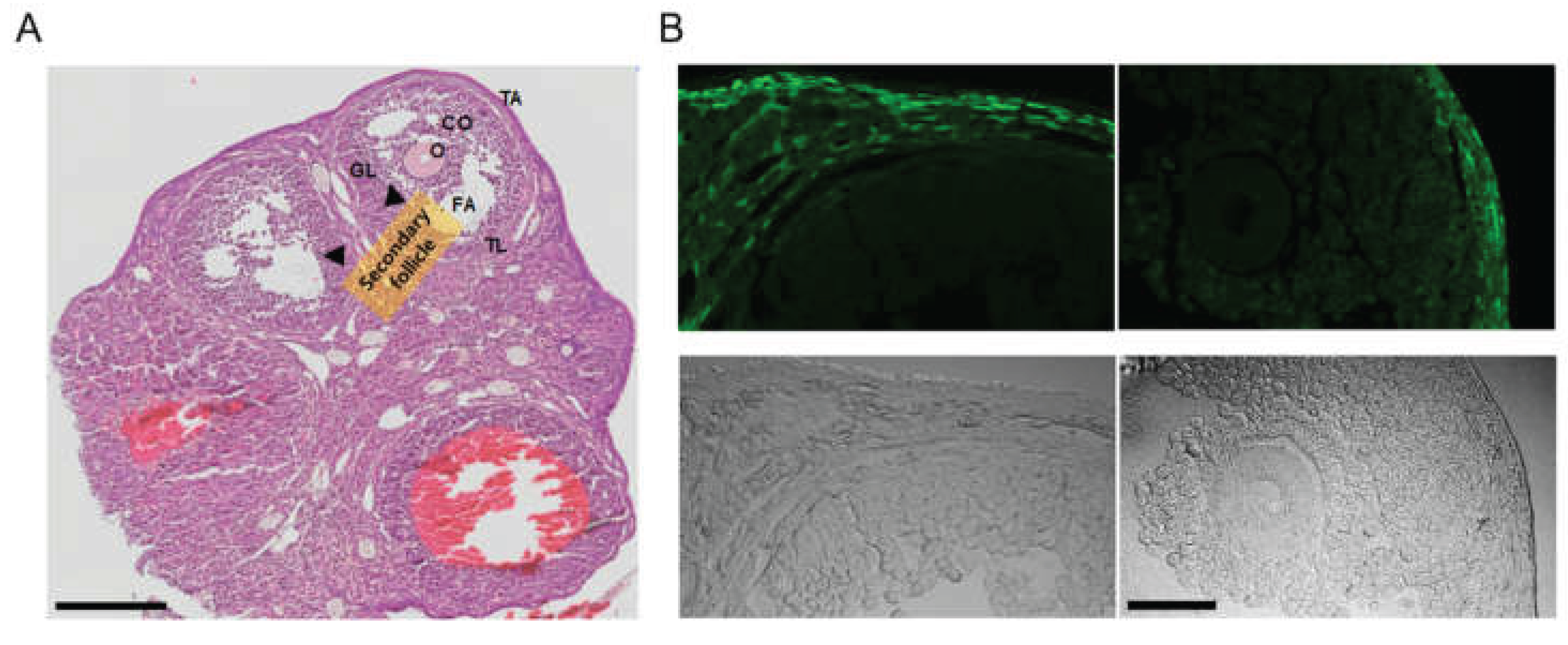 Preprints 162935 g002