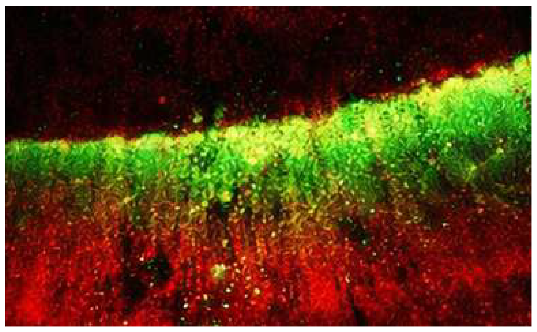 Preprints 199341 g002