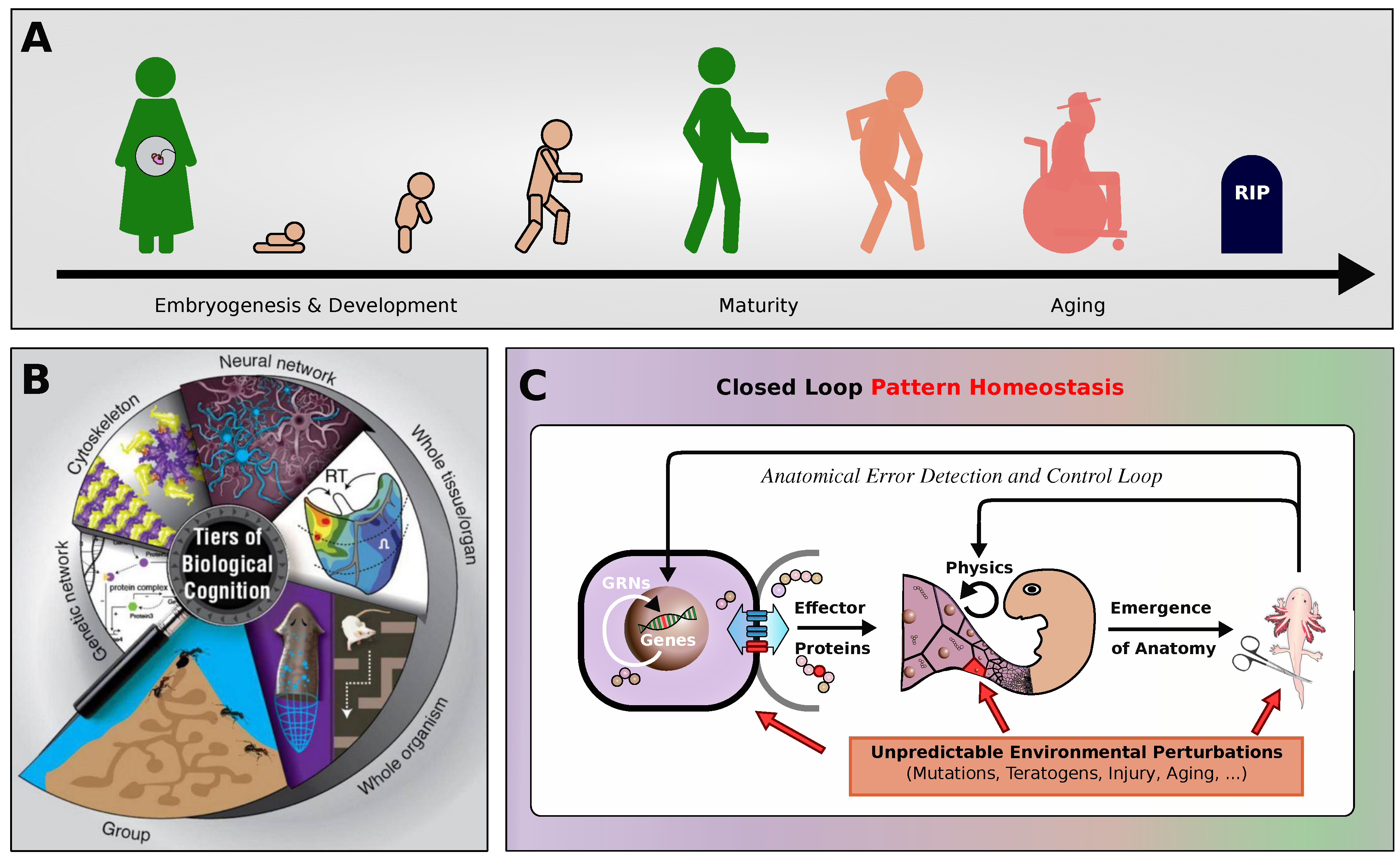 Preprints 144243 g001