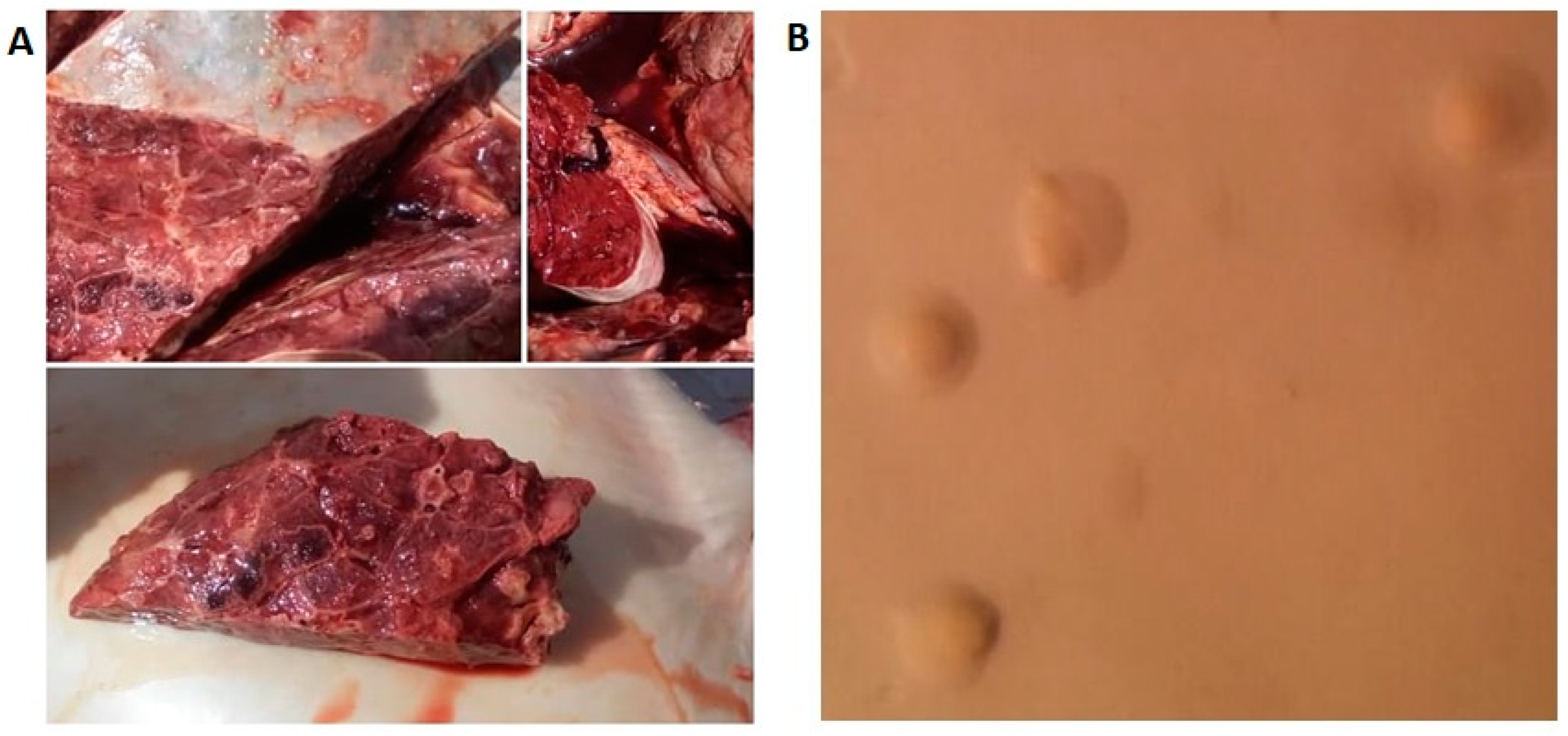 Preprints 152569 g002