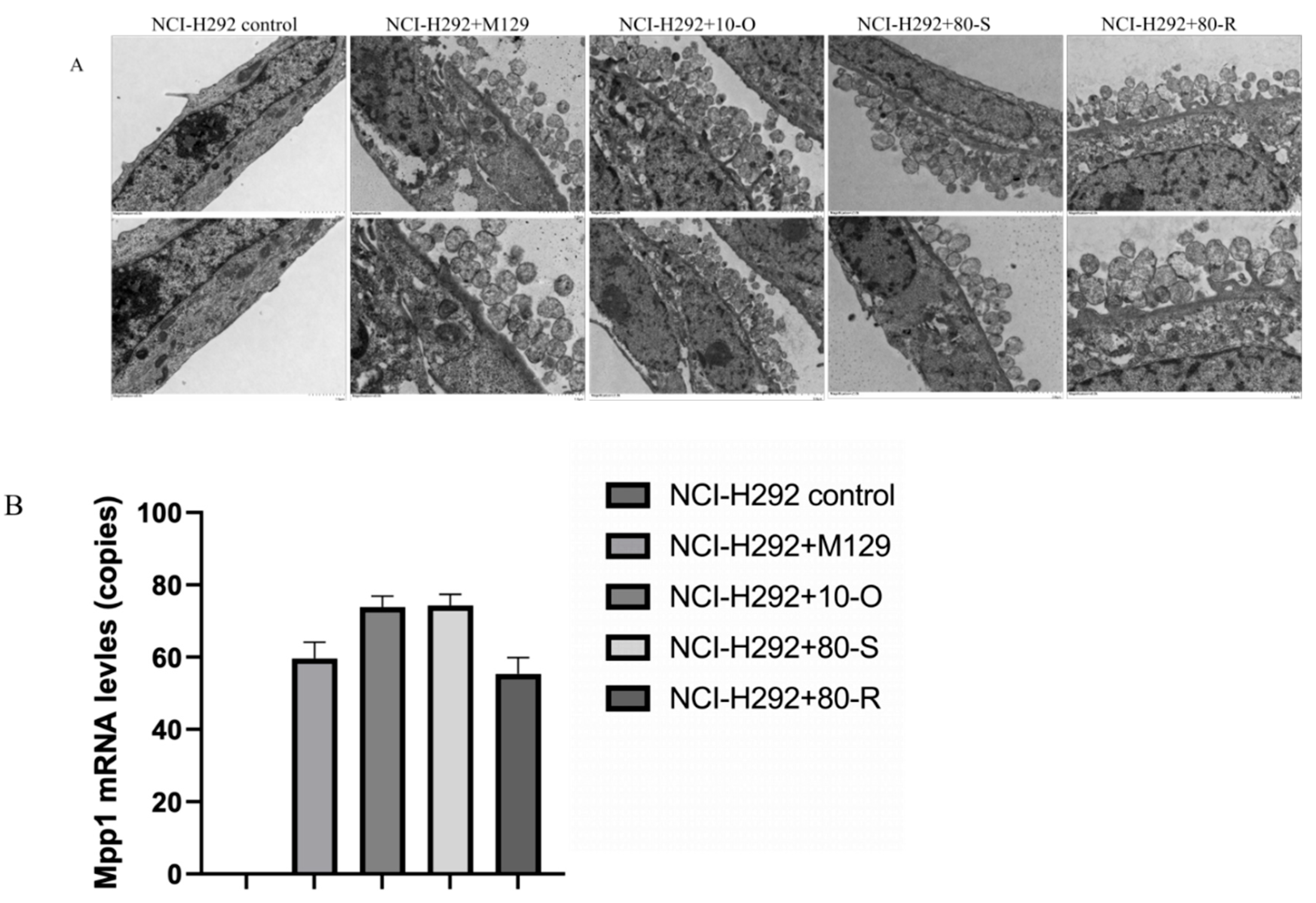 Preprints 200284 g004