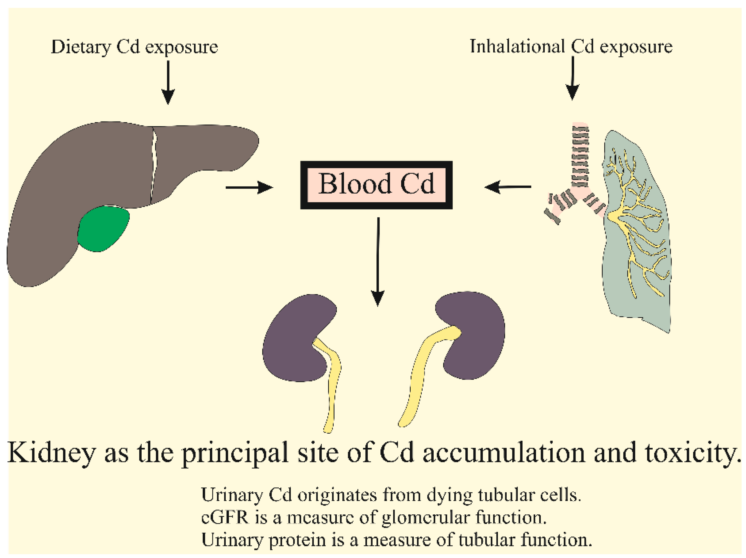 Preprints 144128 g001