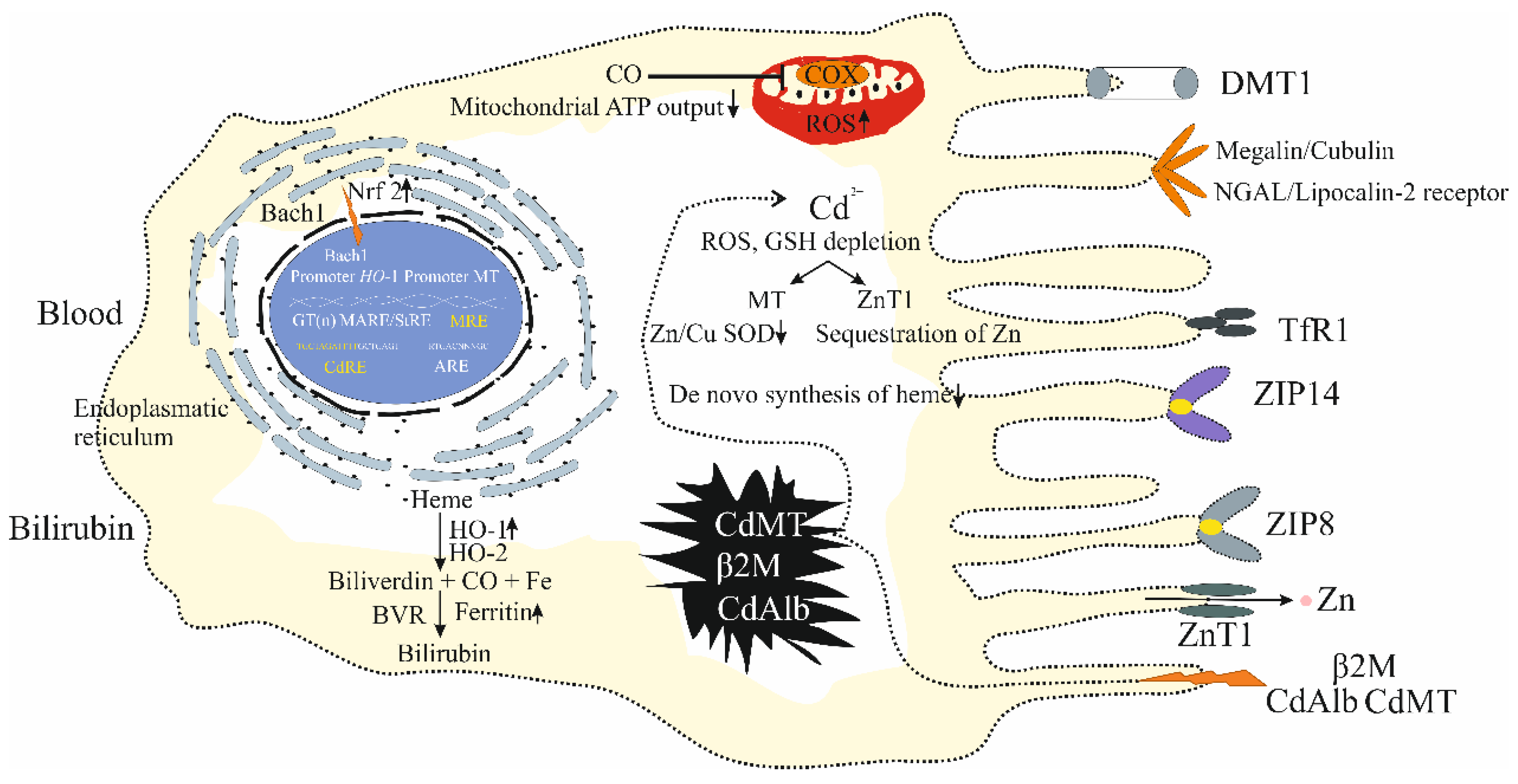 Preprints 144128 g004