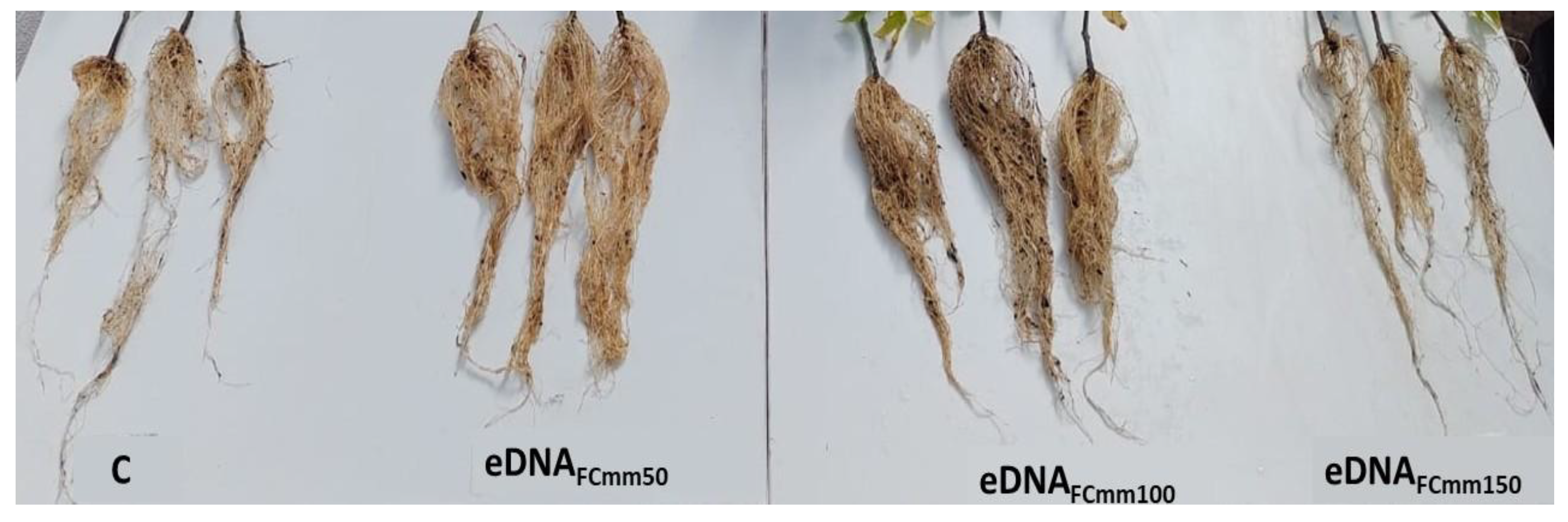 Preprints 189482 g003