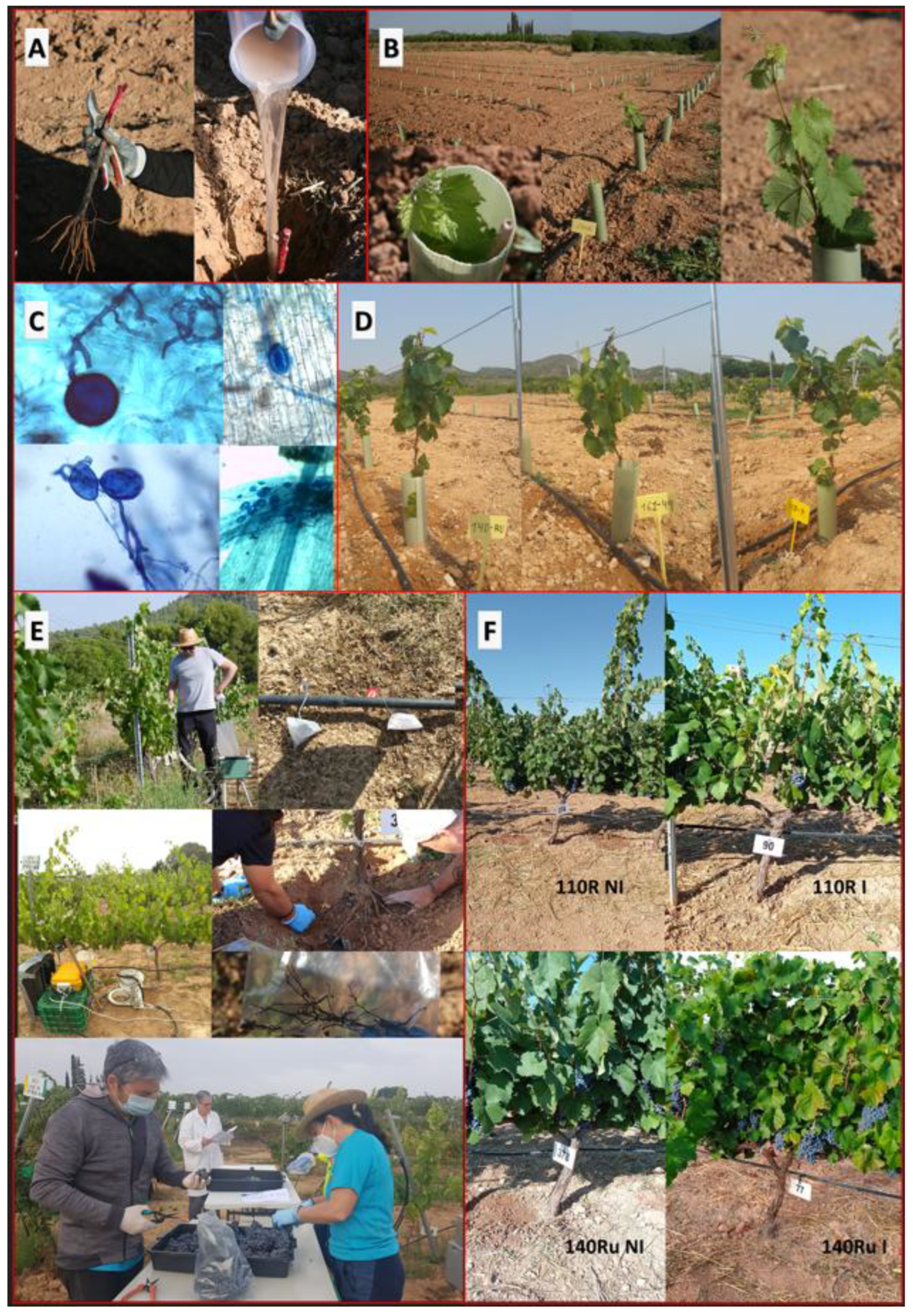 Preprints 178026 g001