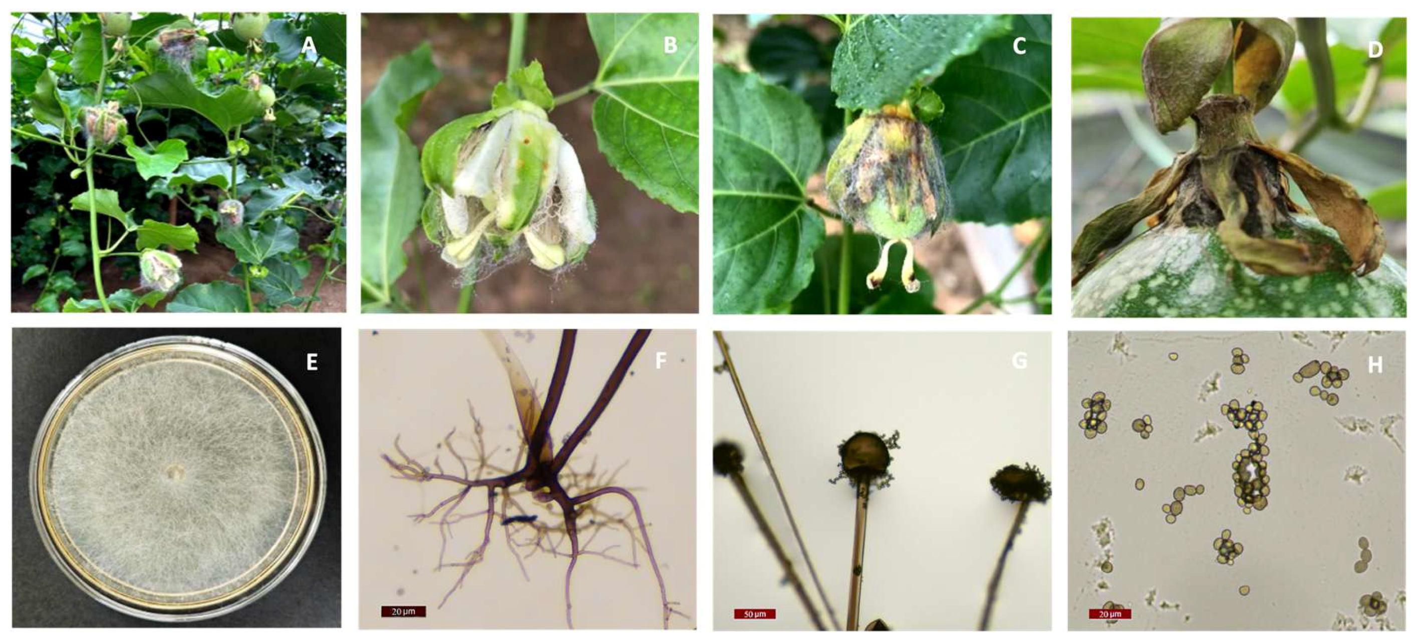 Preprints 179800 g001