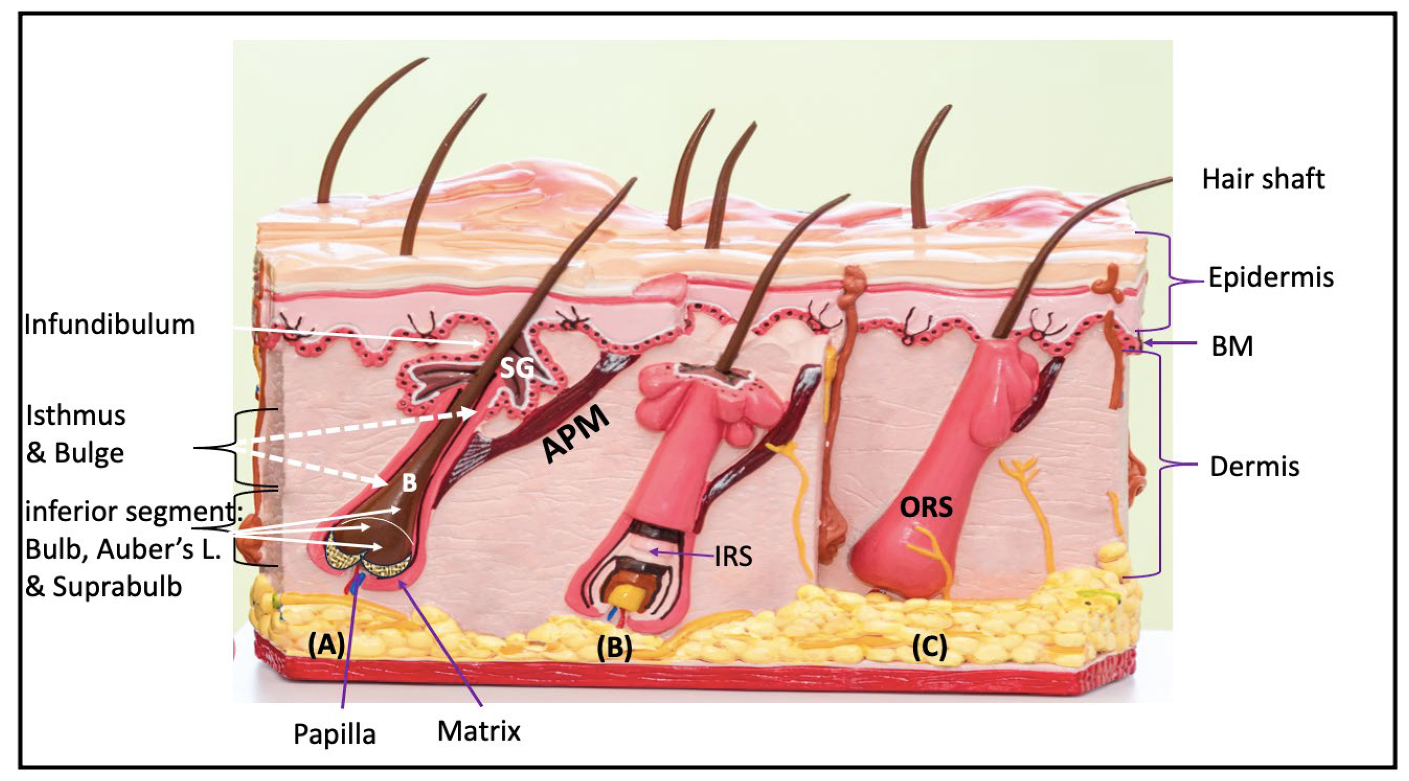 Preprints 118922 g003