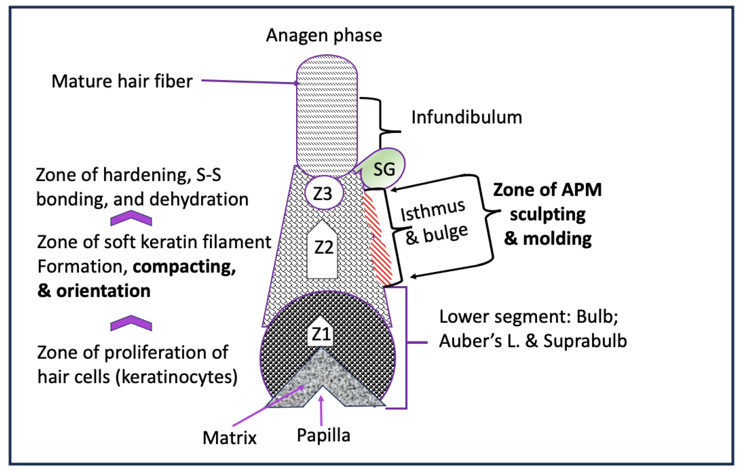Preprints 118922 g006