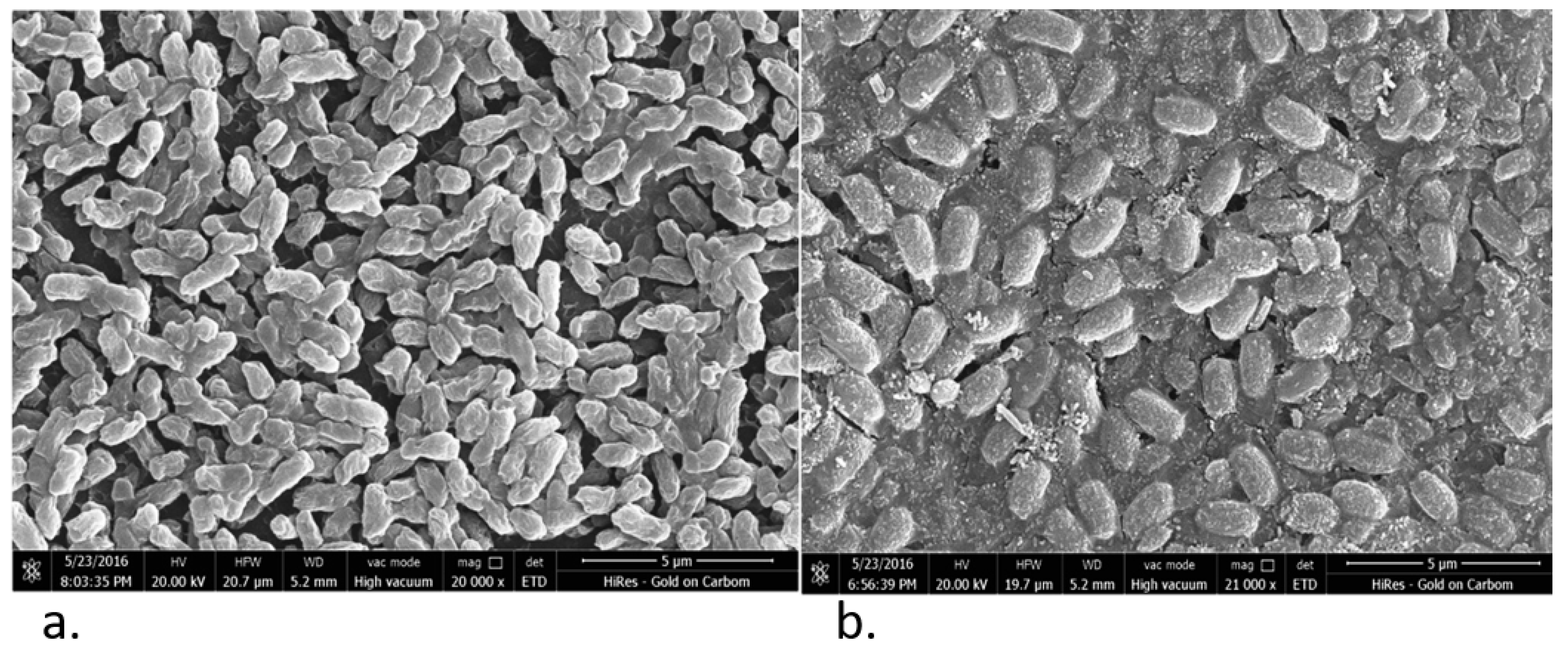 Preprints 206127 g002
