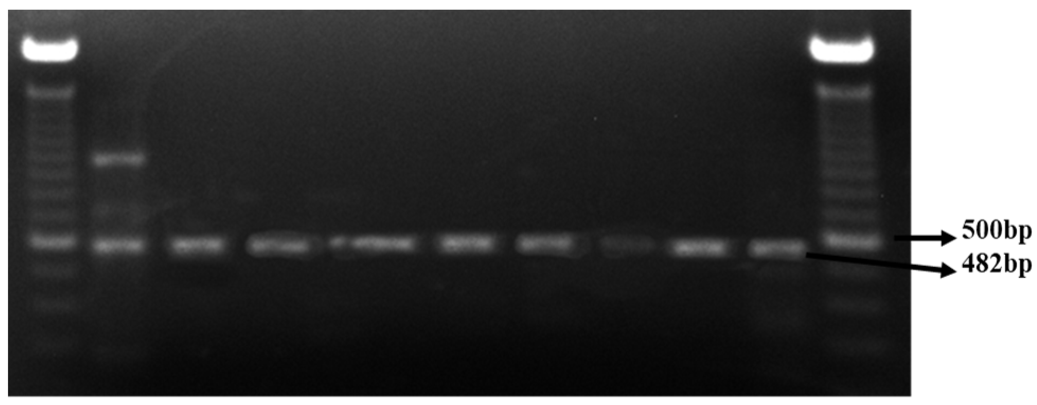 Preprints 206127 g004