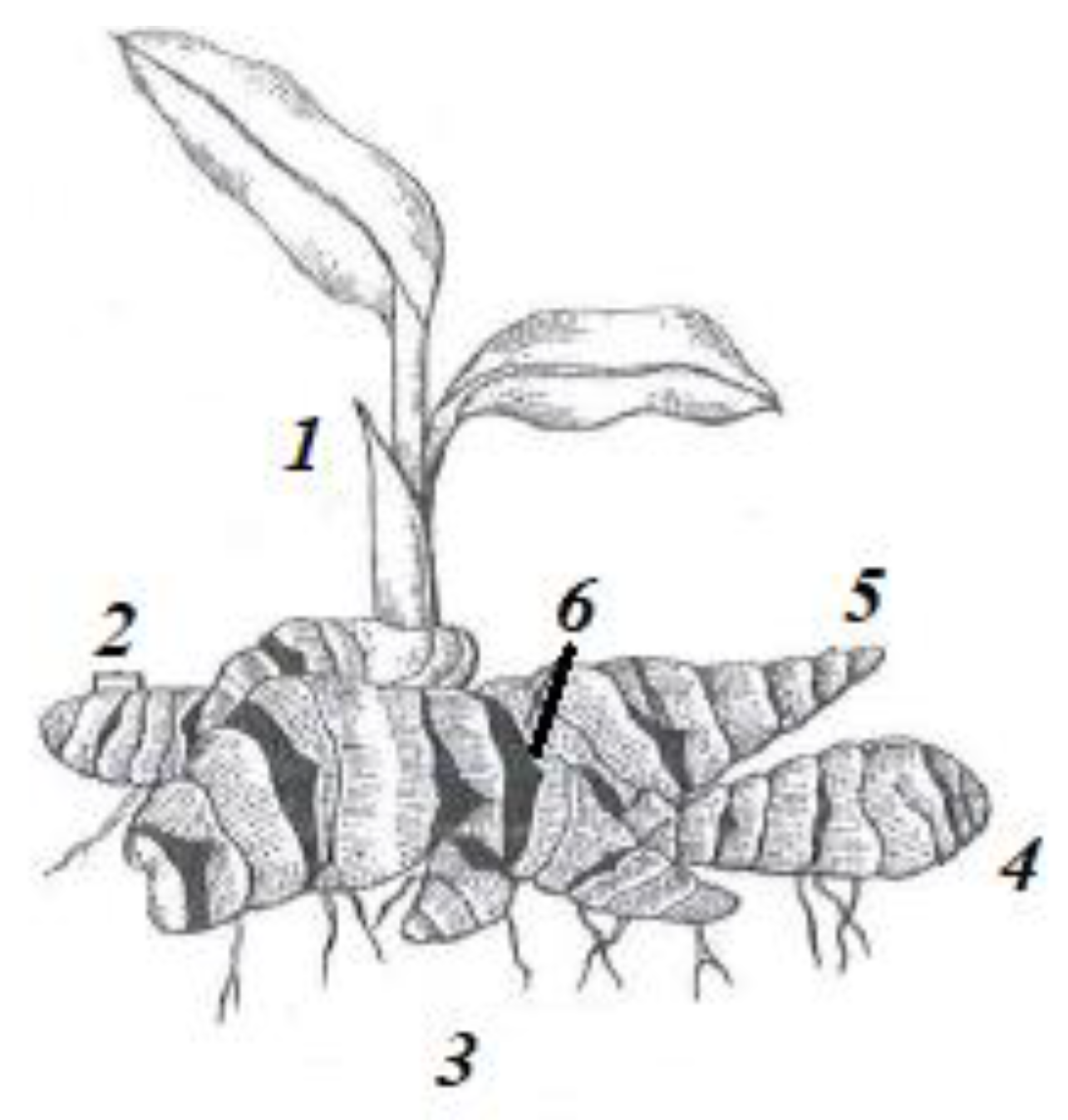 Preprints 161663 g001