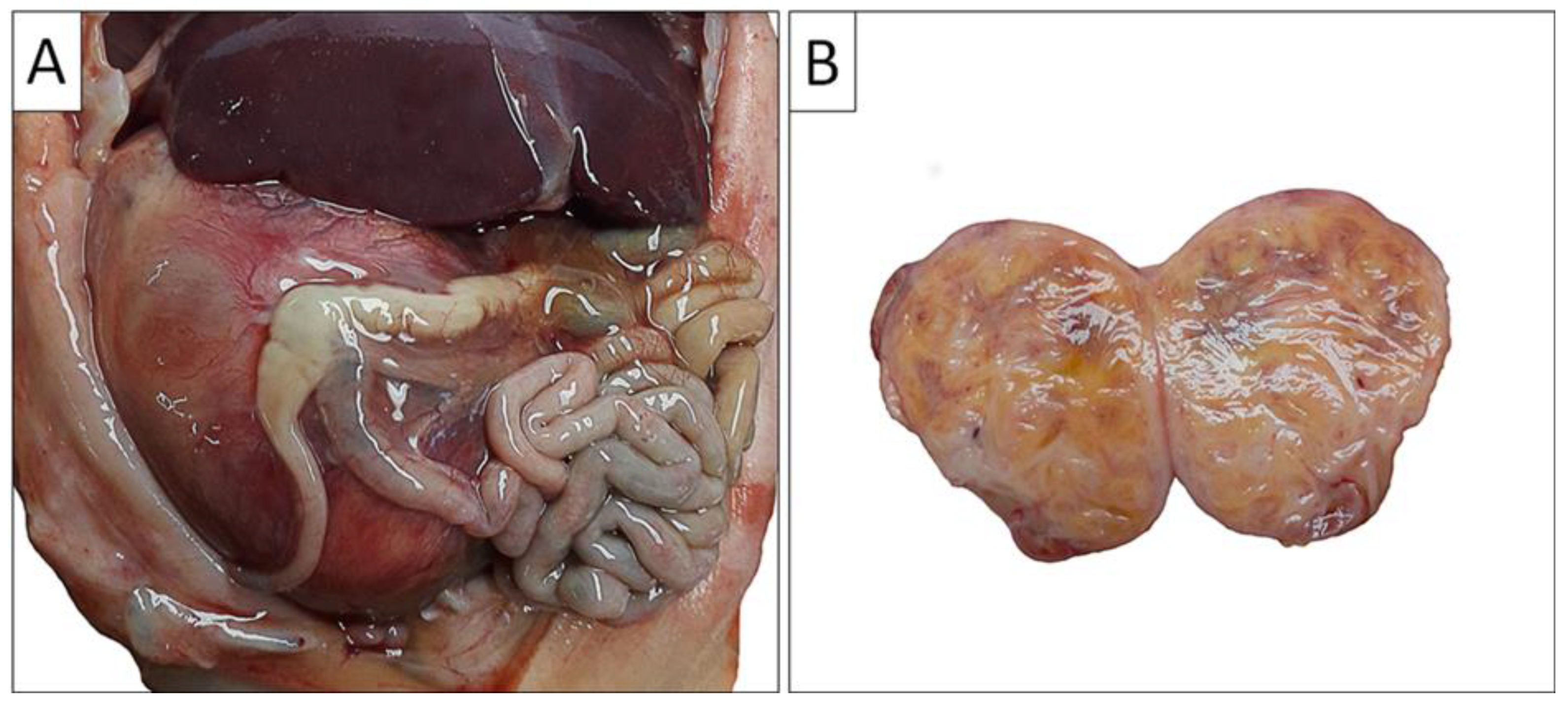 Preprints 142346 g002