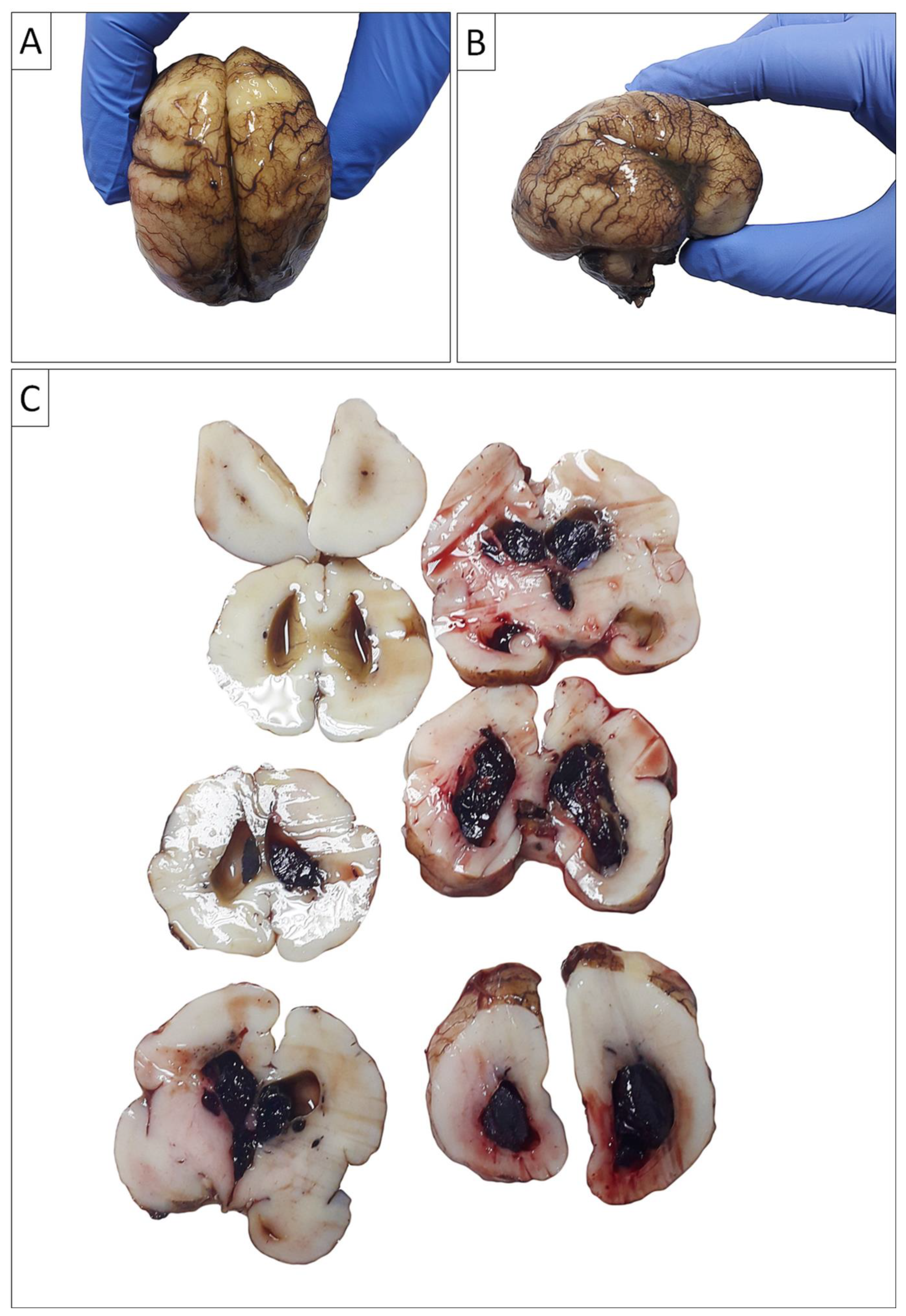 Preprints 142346 g004
