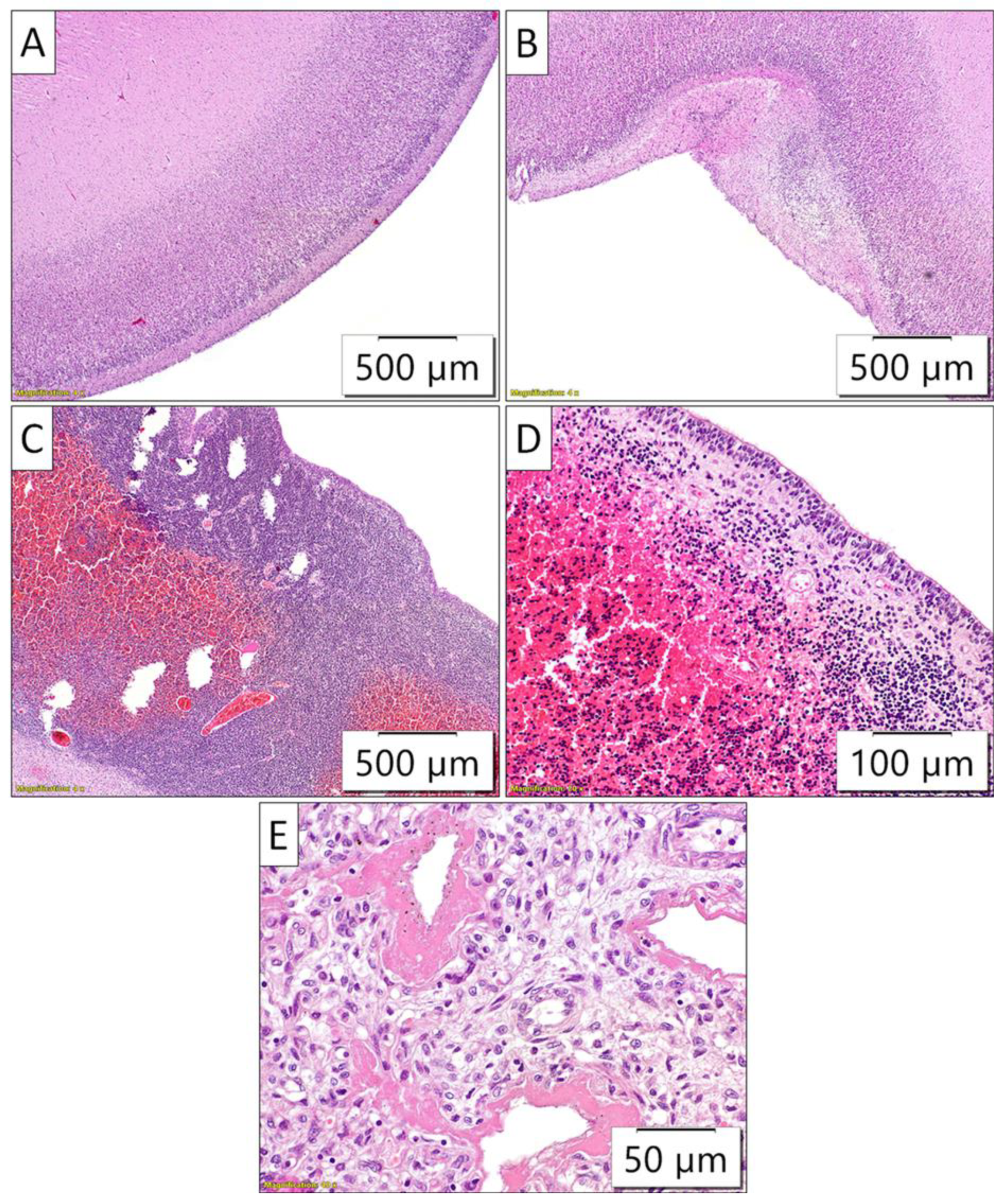 Preprints 142346 g005