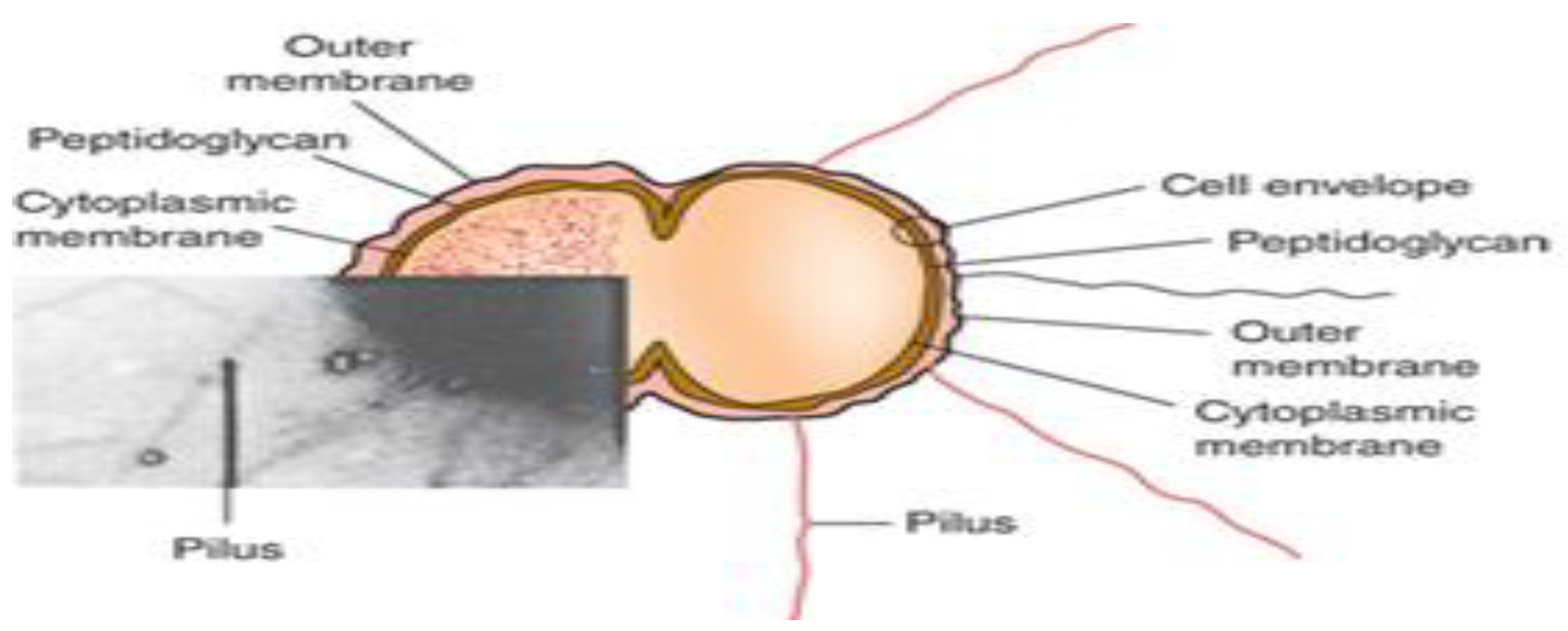 Preprints 177316 g001