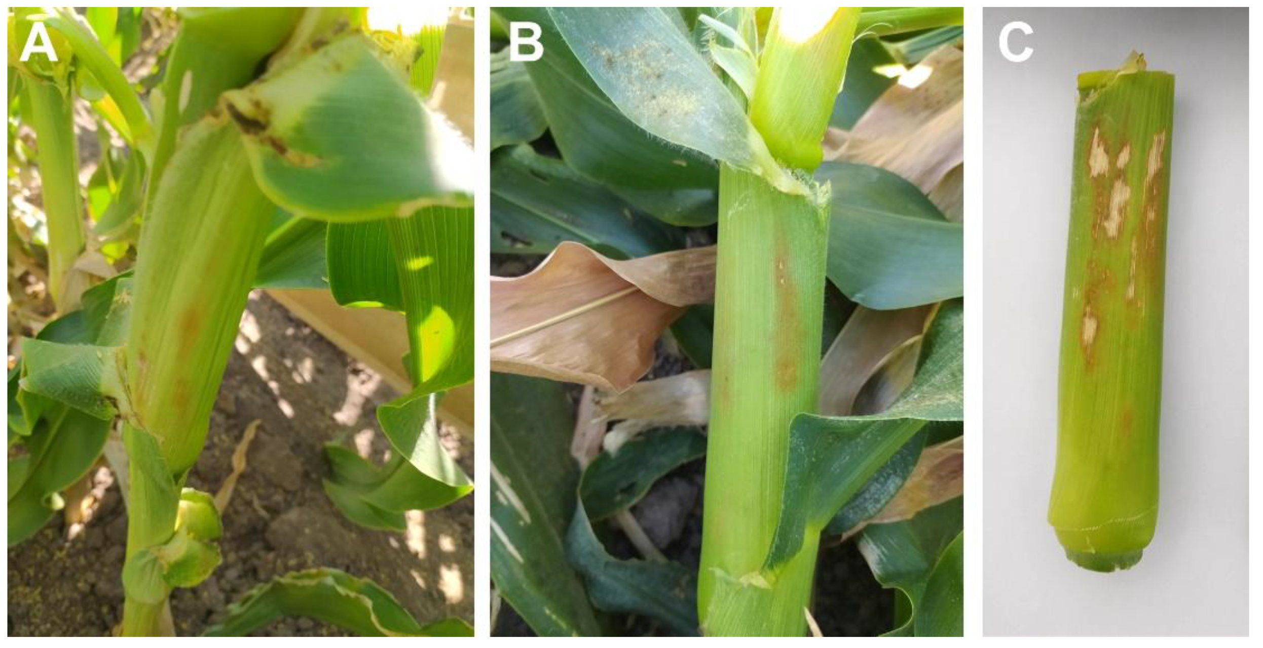 Preprints 199425 g001