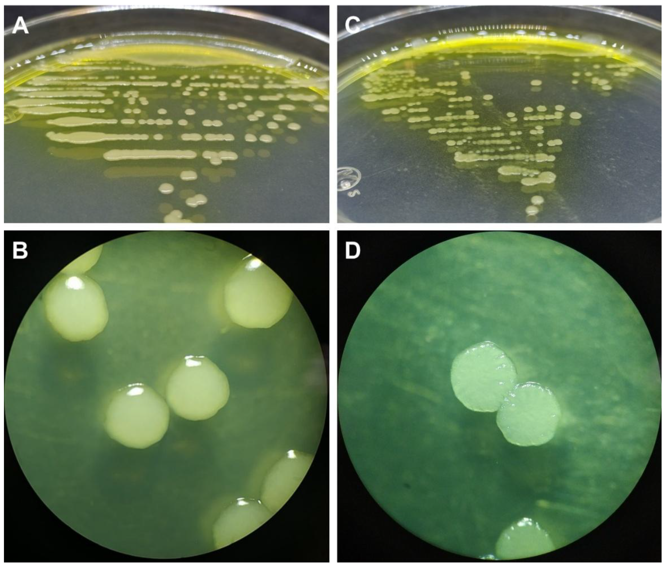 Preprints 199425 g002