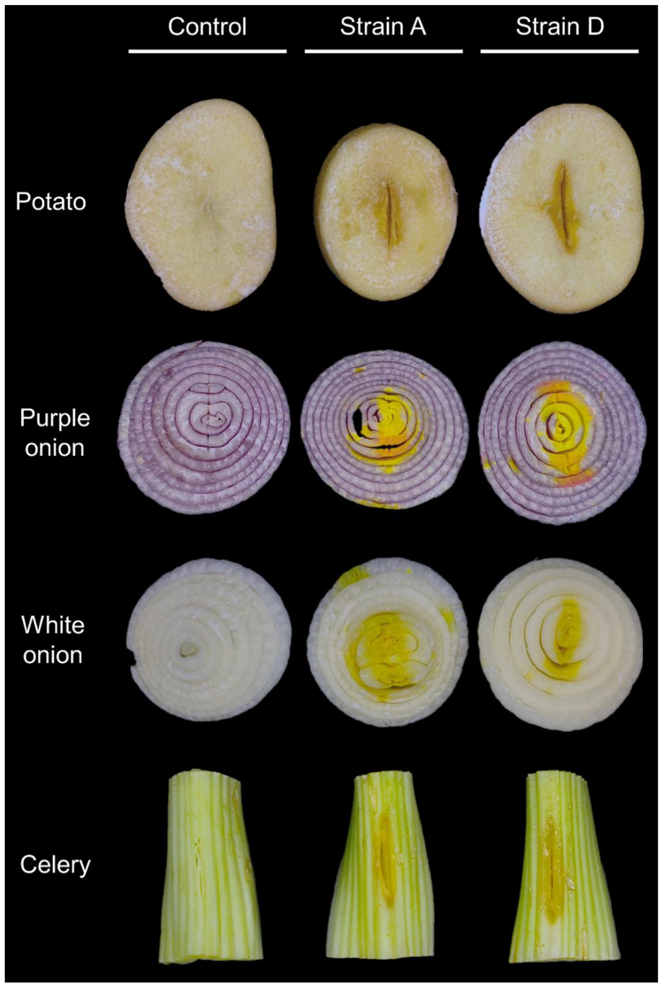 Preprints 199425 g003