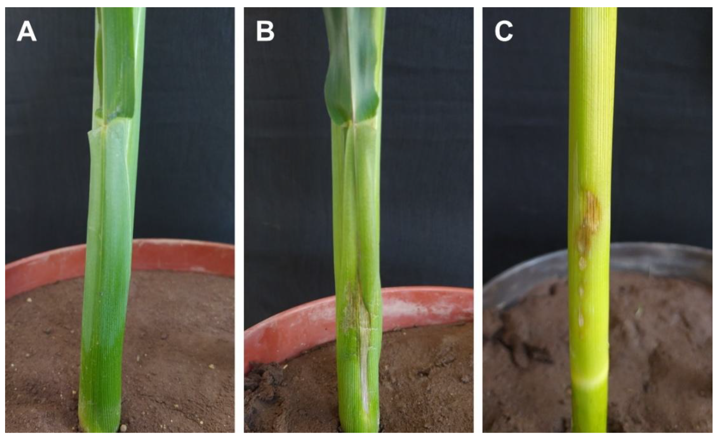 Preprints 199425 g005