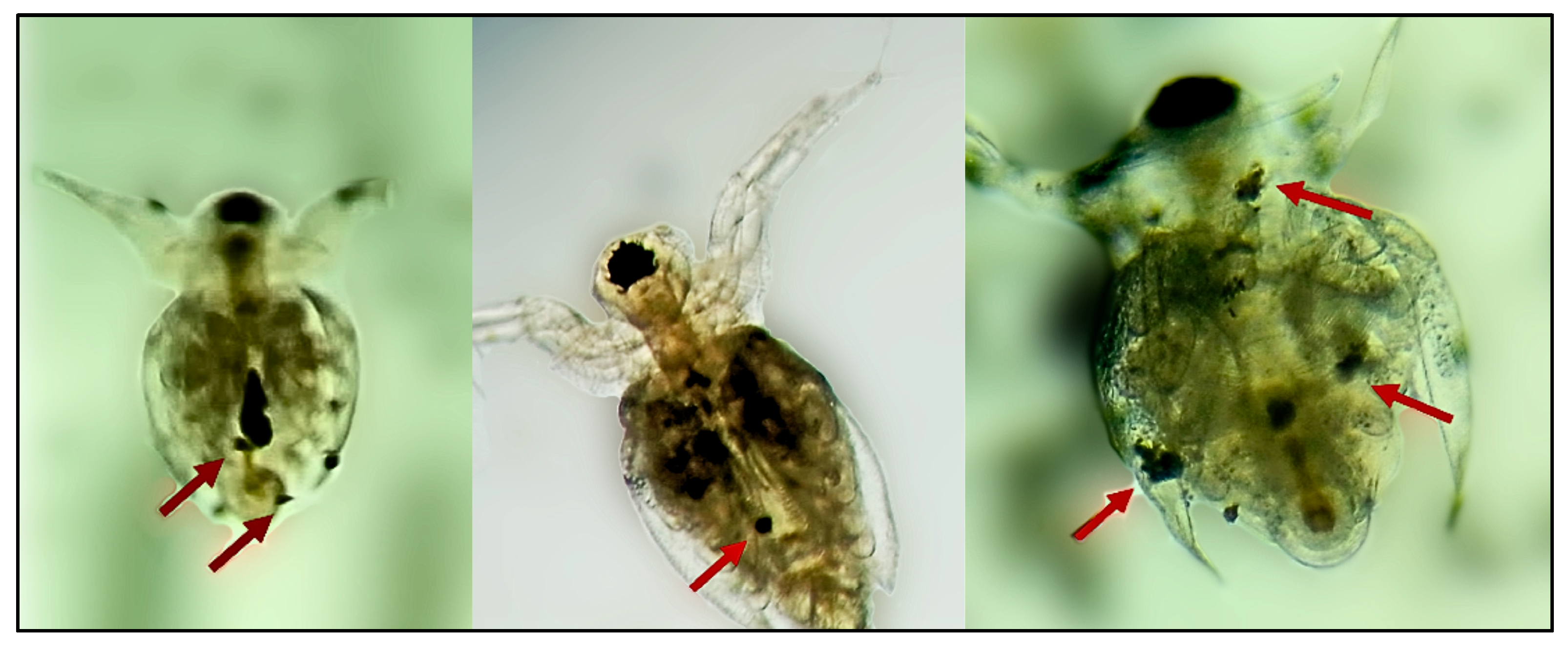 Preprints 154632 g006