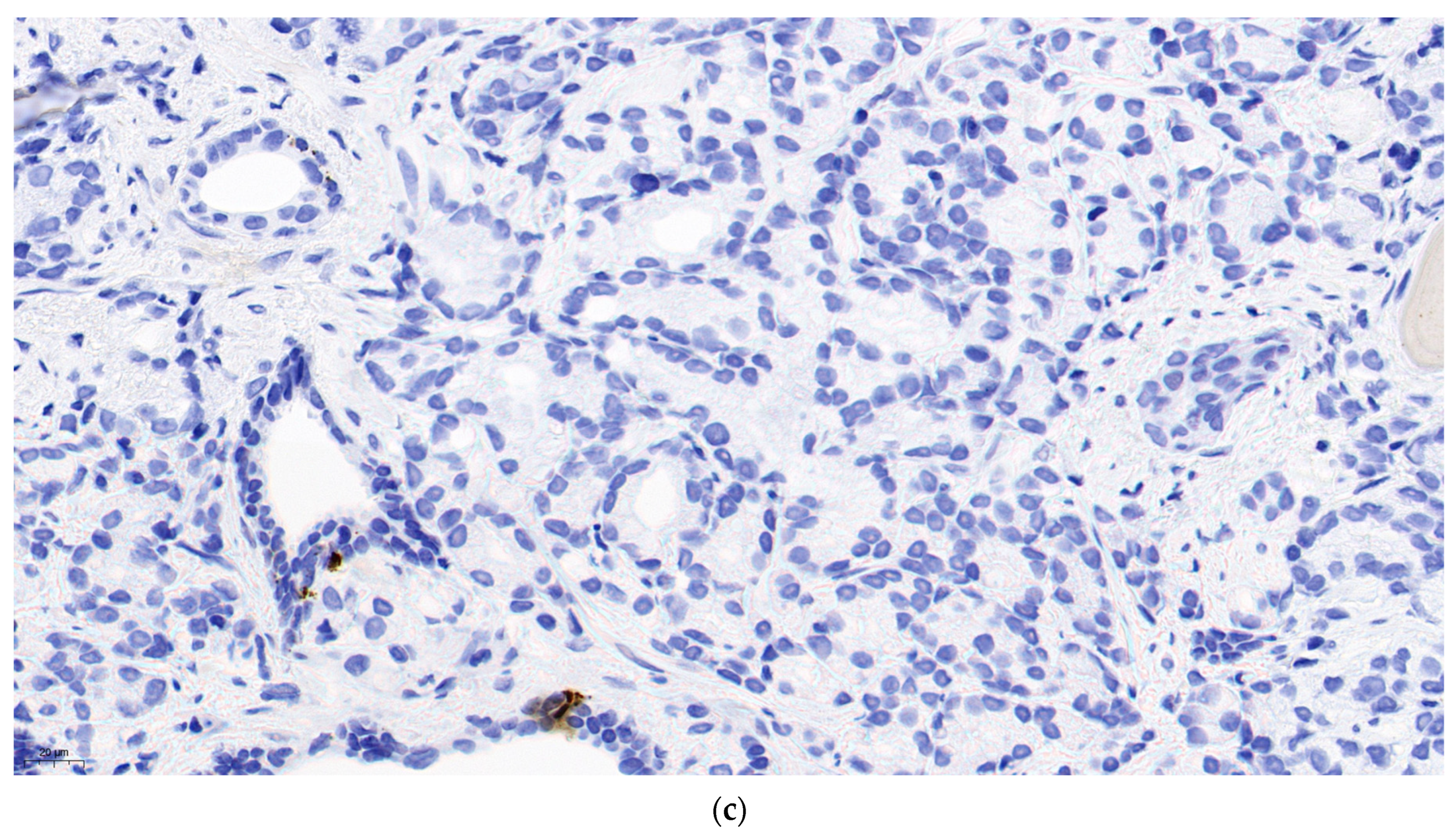 Preprints 84858 g001b