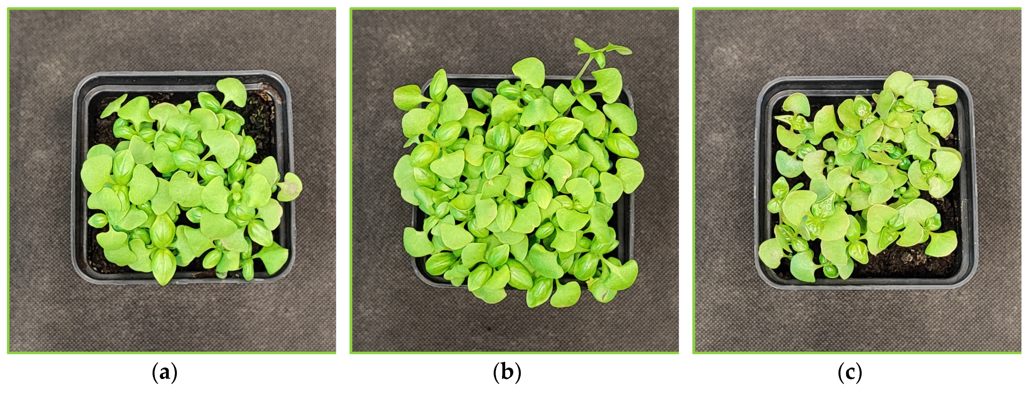 Preprints 138774 g011