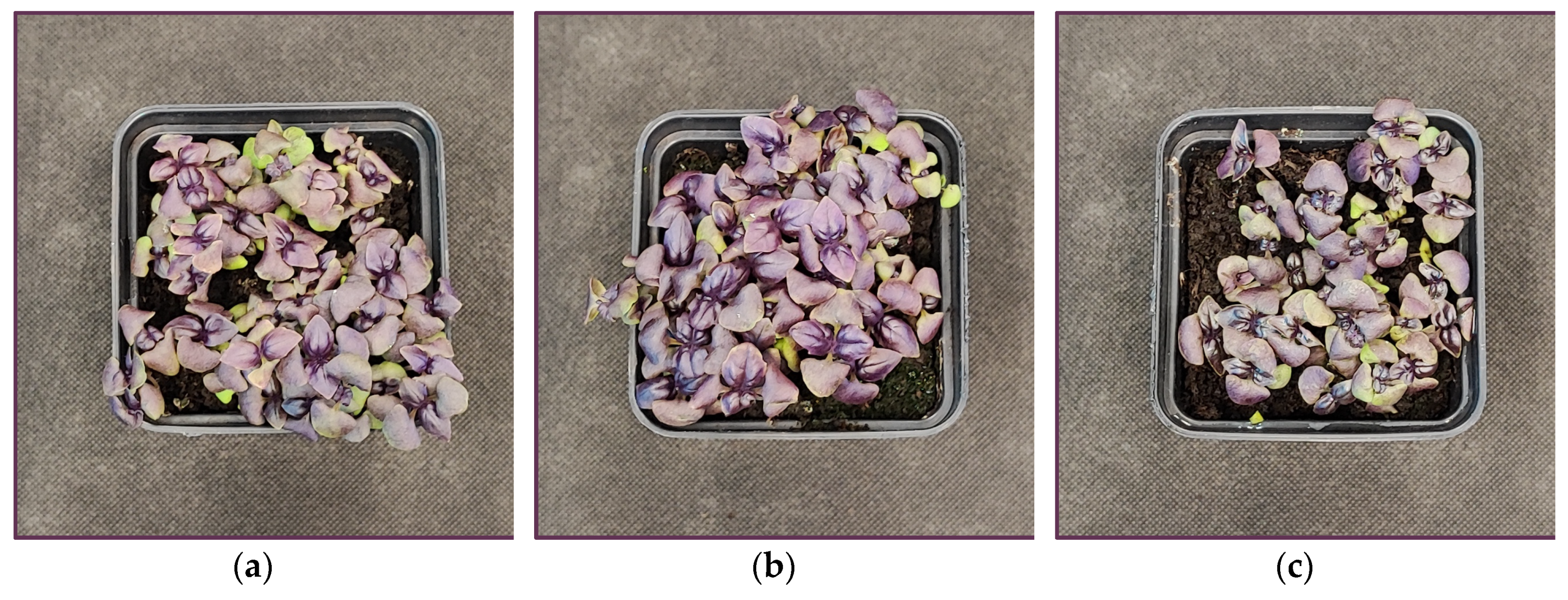 Preprints 138774 g012