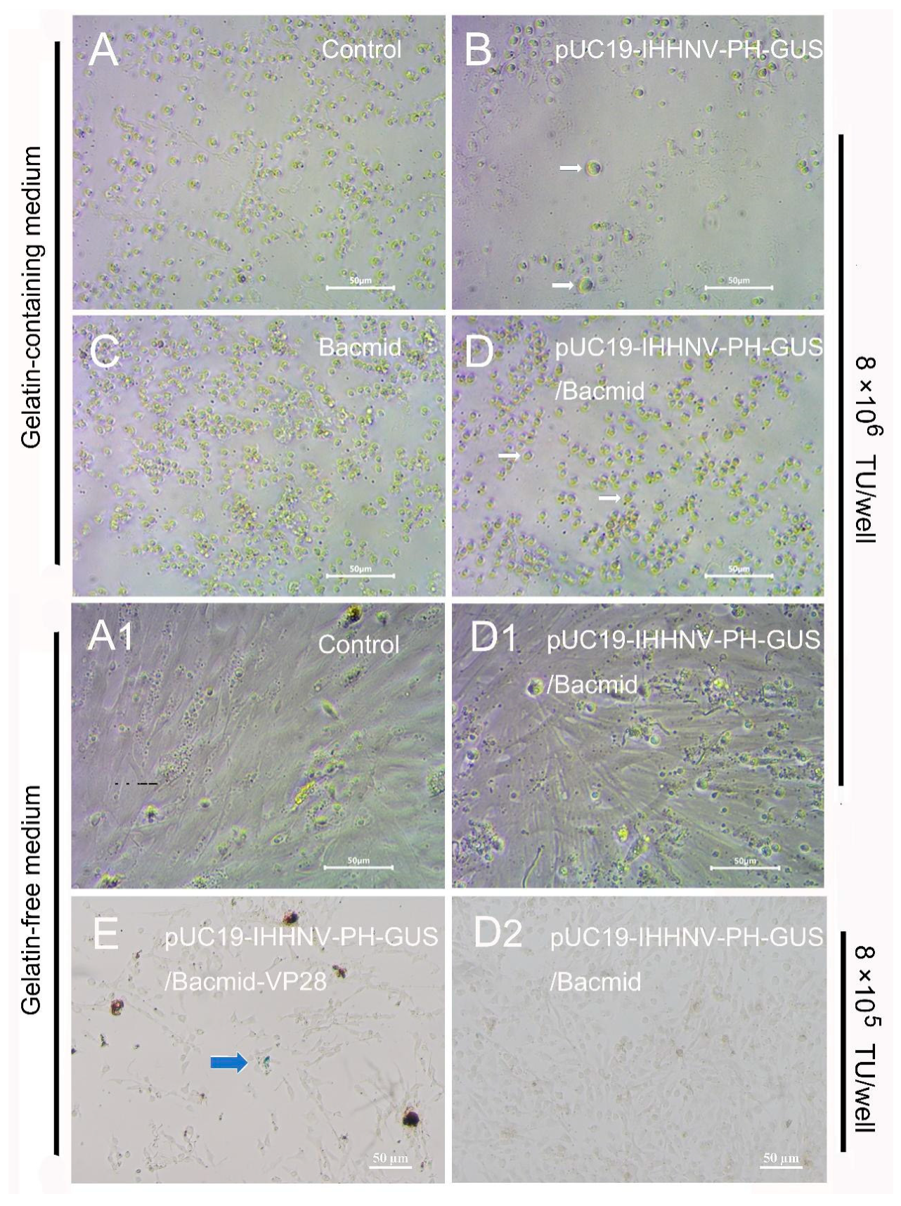 Preprints 110628 g006