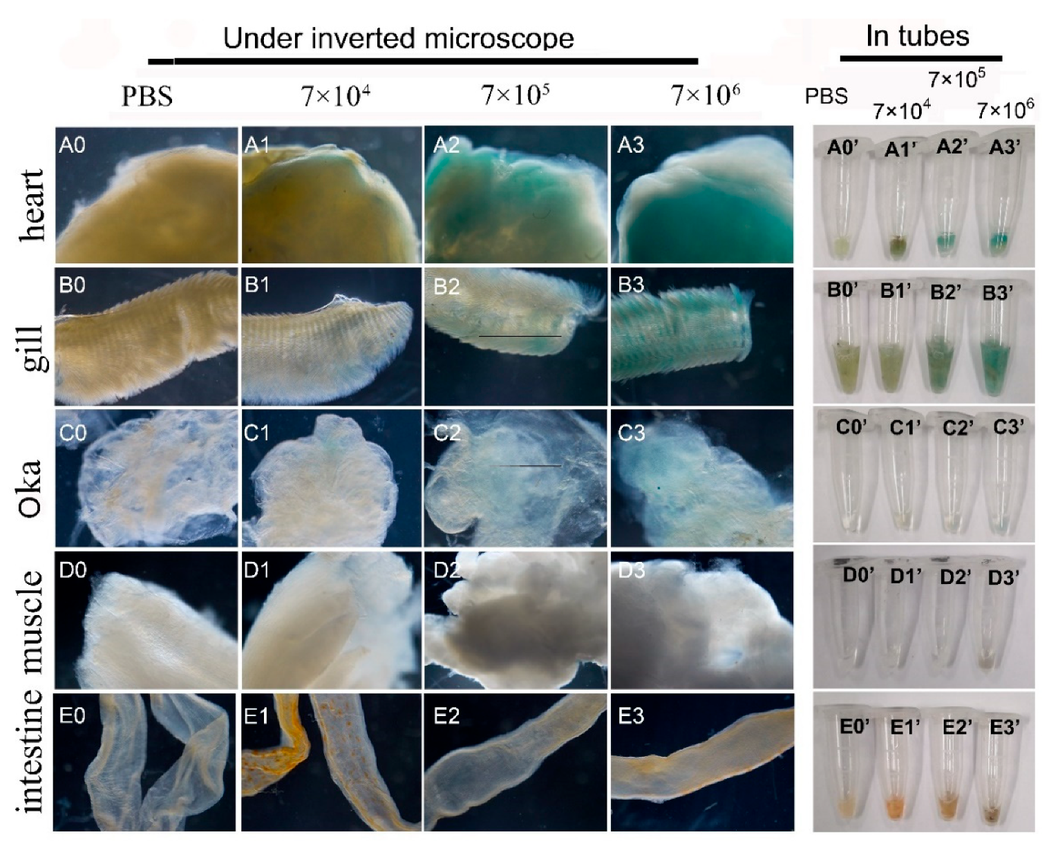 Preprints 110628 g007