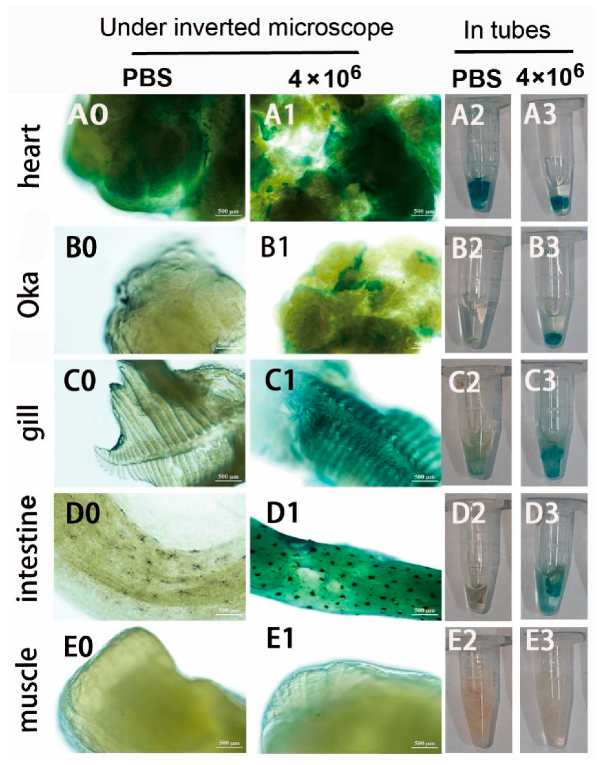 Preprints 110628 g008