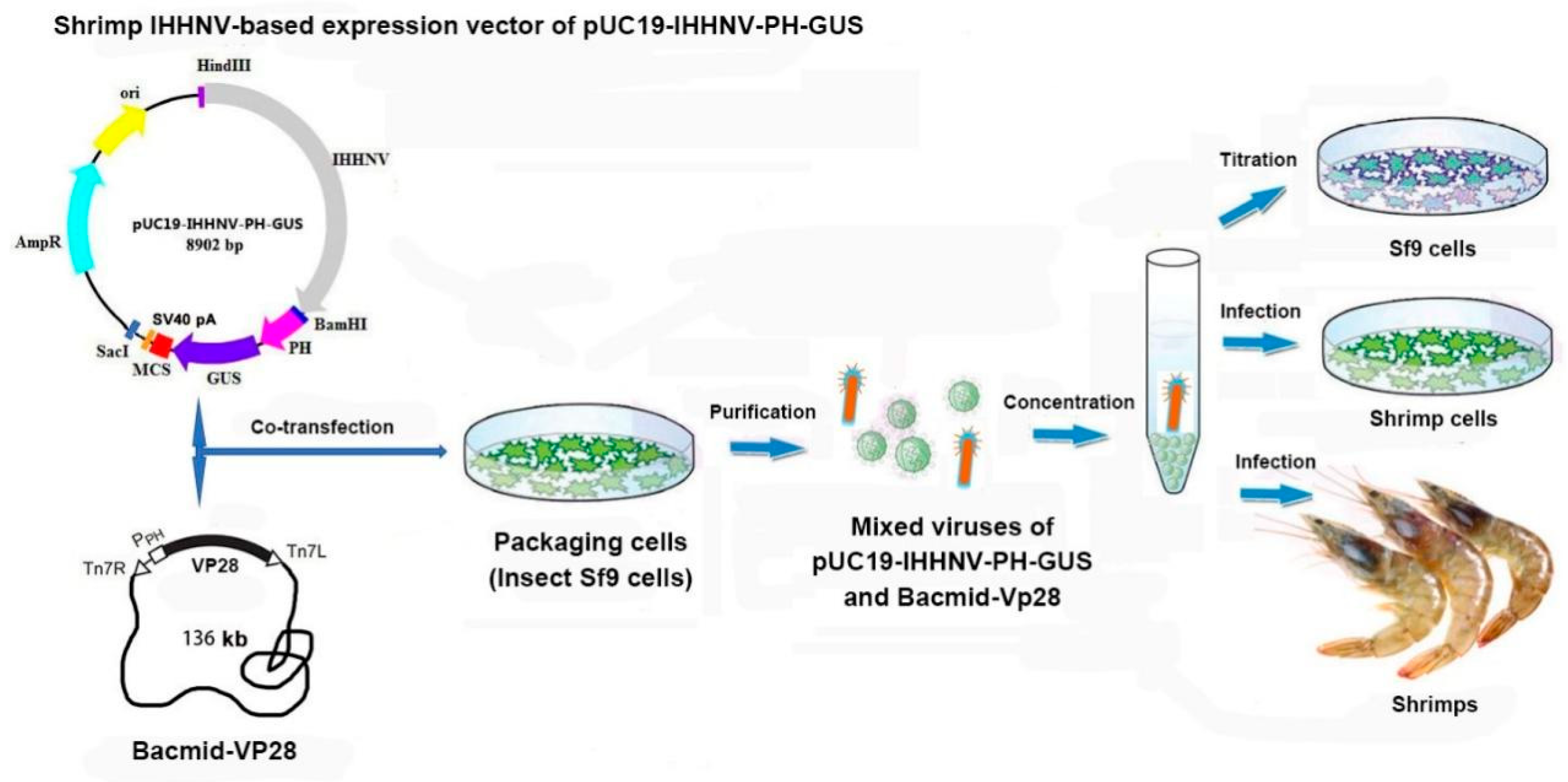 Preprints 110628 g010