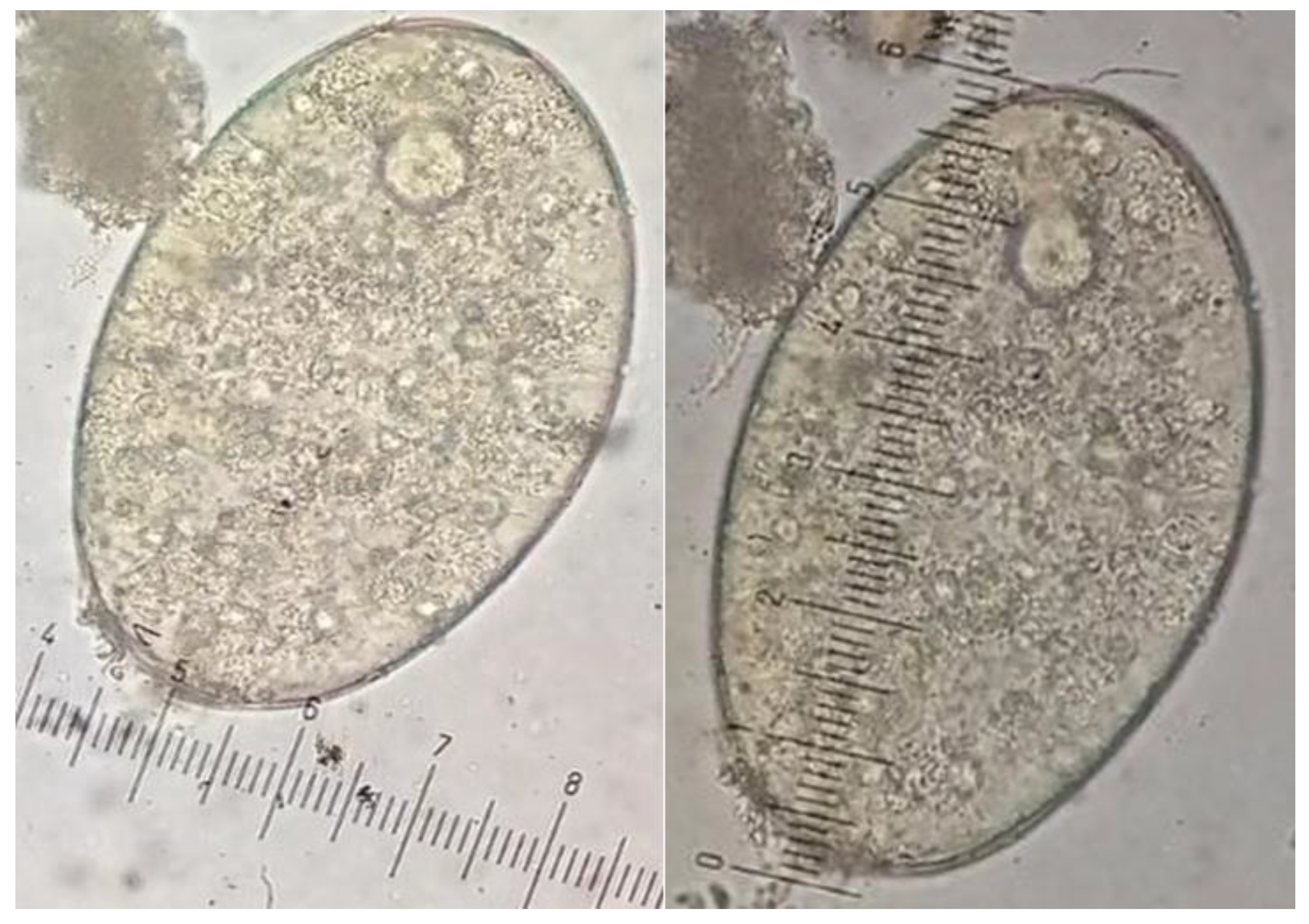 Preprints 164054 g002