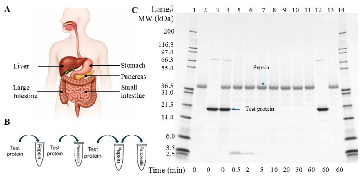 Preprints 231411 g001