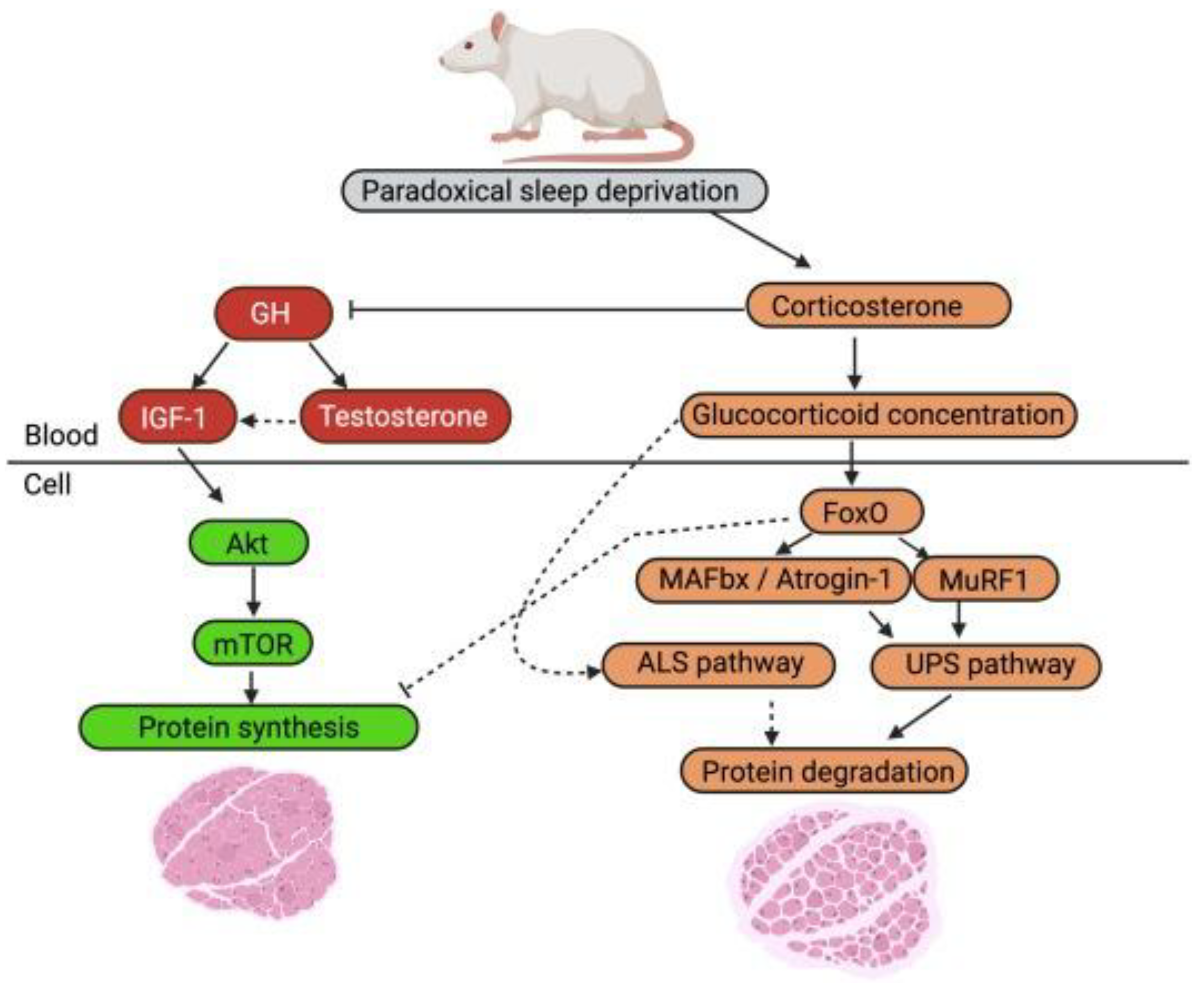 Preprints 192724 g002