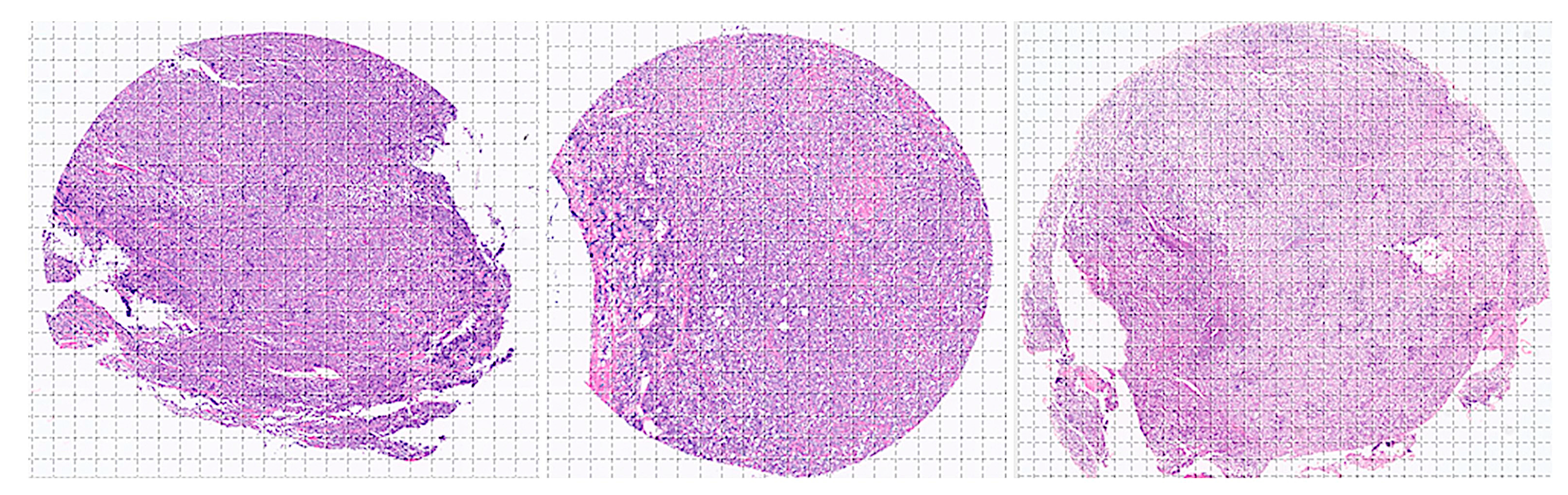 Preprints 204861 g004 Preprints 204861 g004