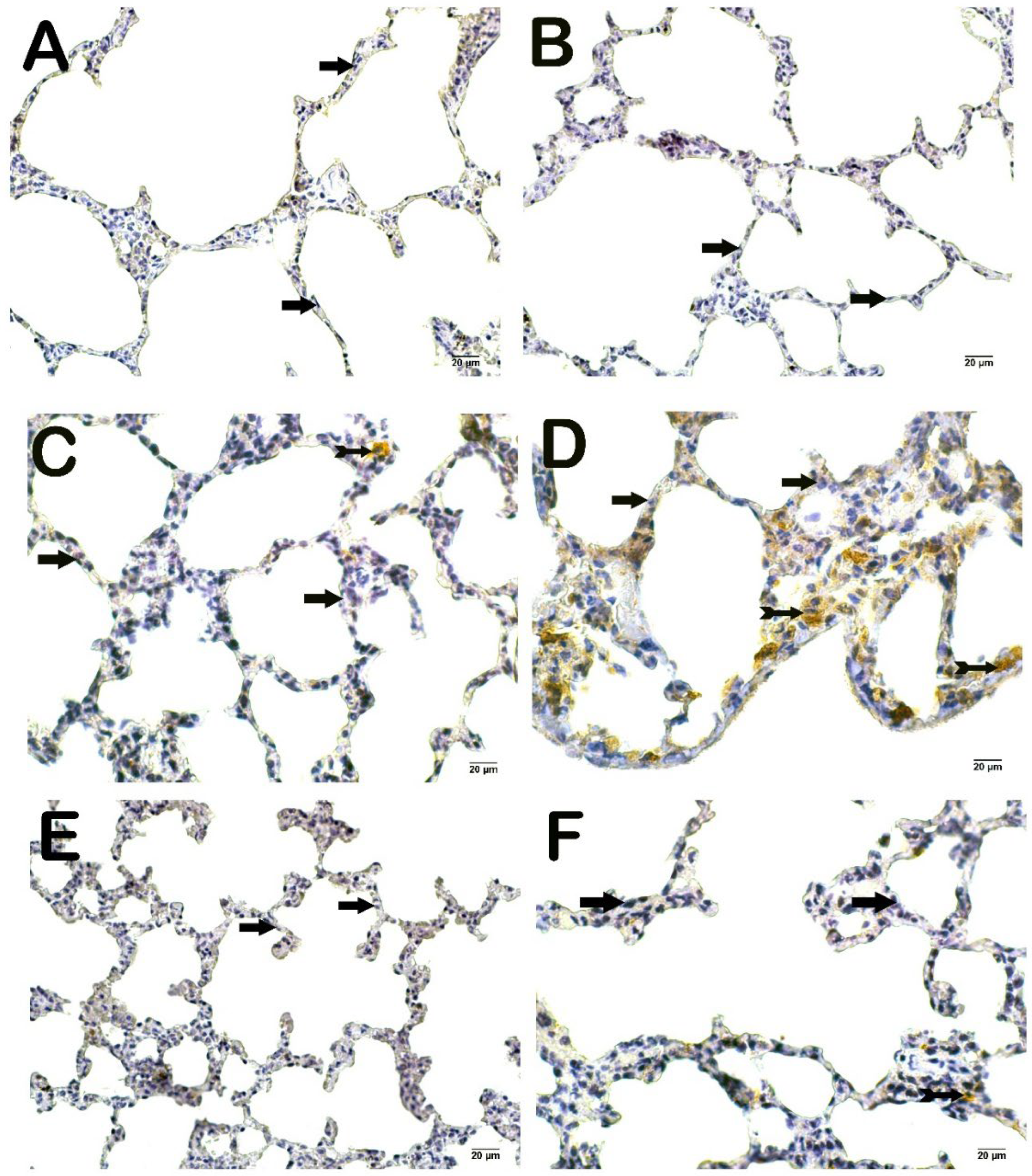 Preprints 211419 g003