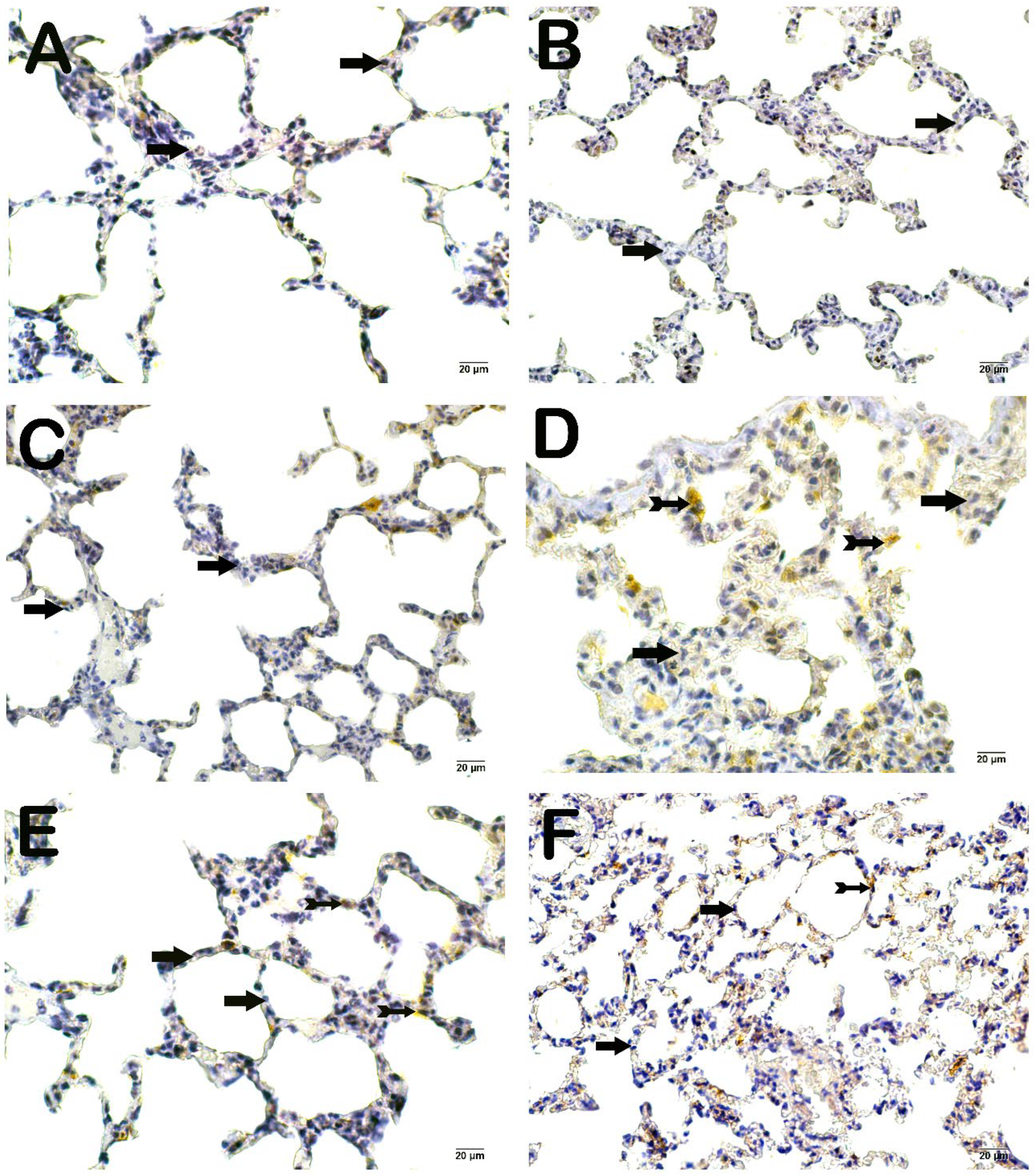Preprints 211419 g005