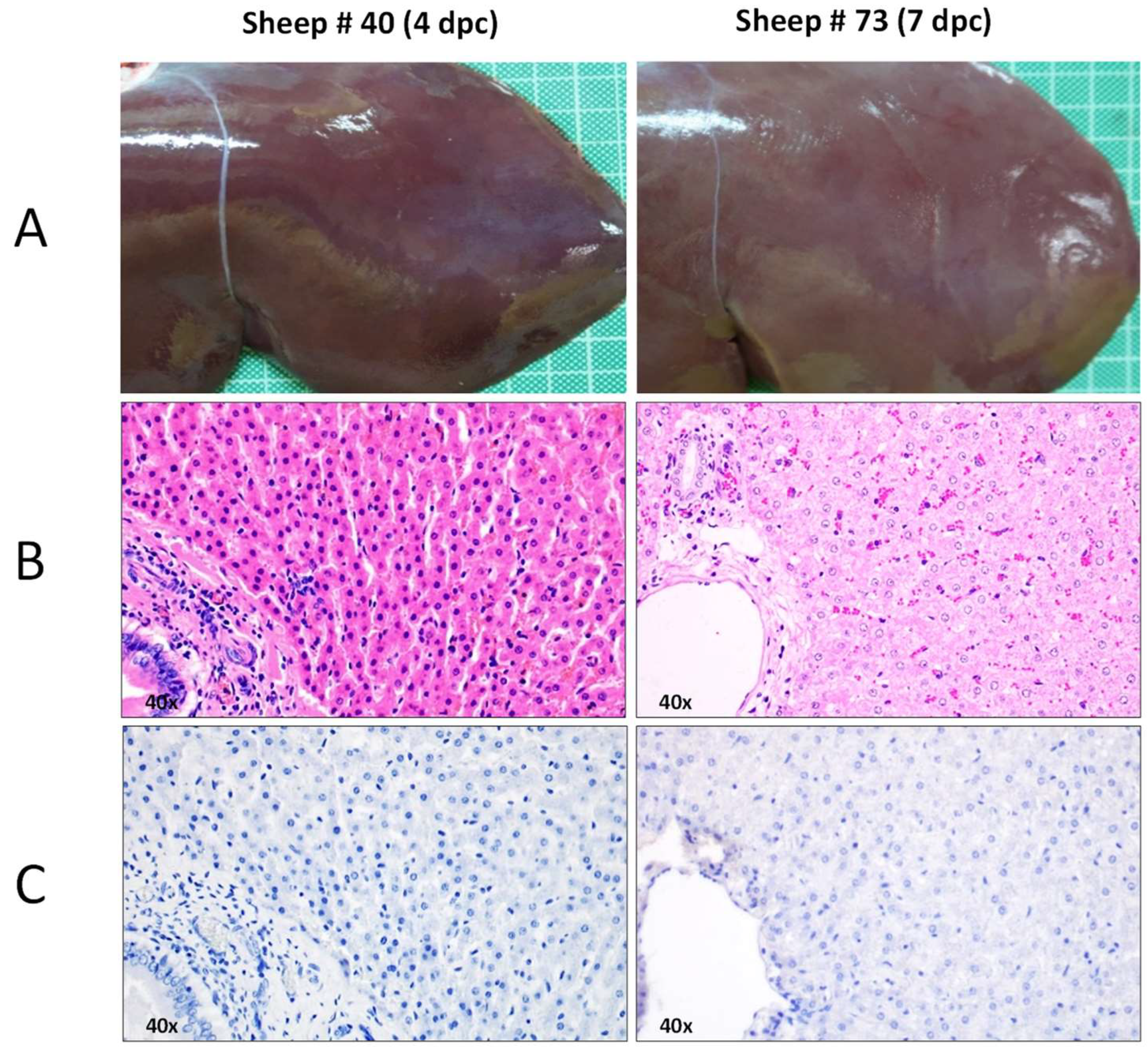 Preprints 93970 g006